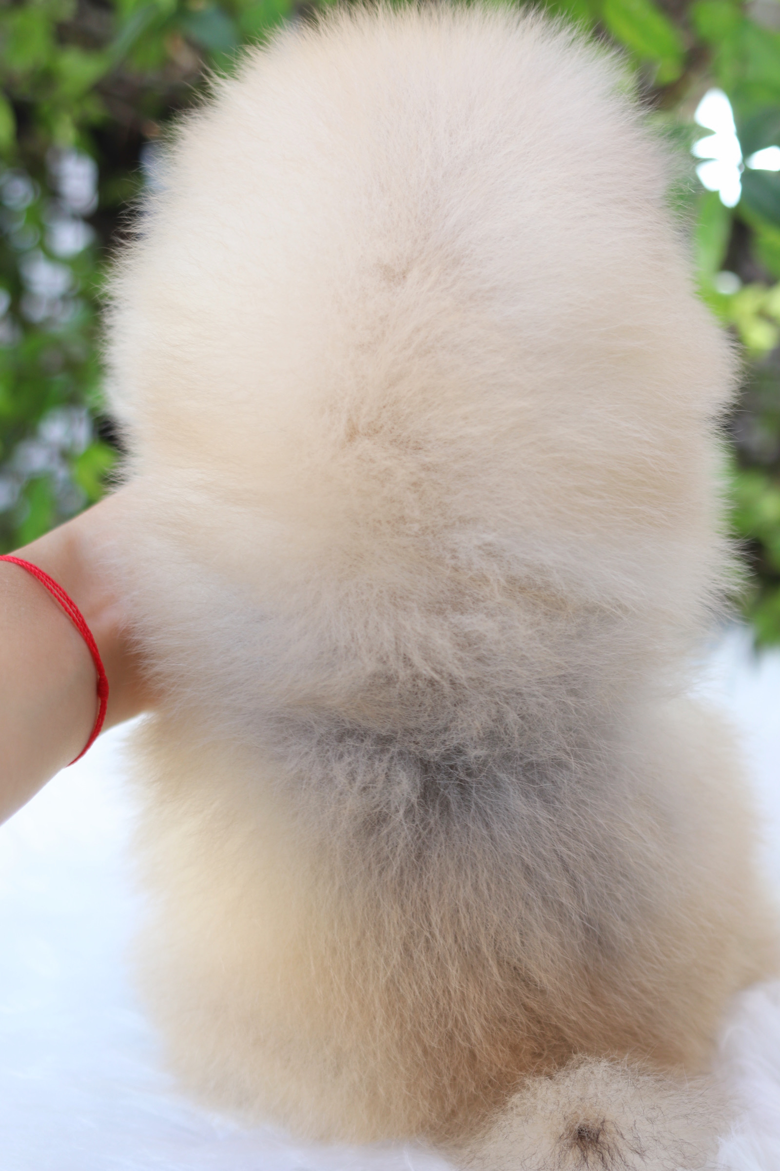 ปอมเมอเรเนียน เพศผู้สีส้ม