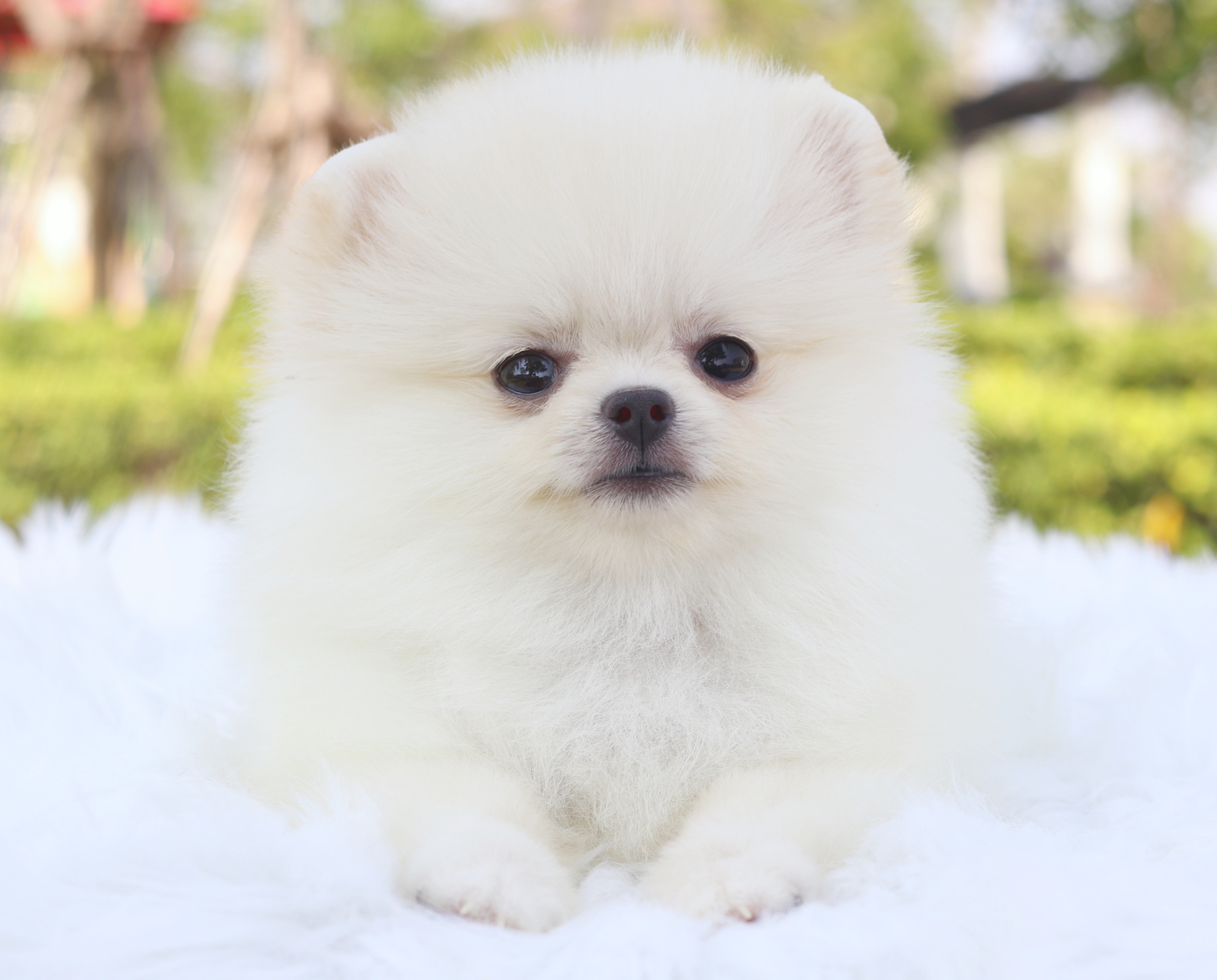 ปอมเมอเรเนียน เพศเมียสีขาวครีม