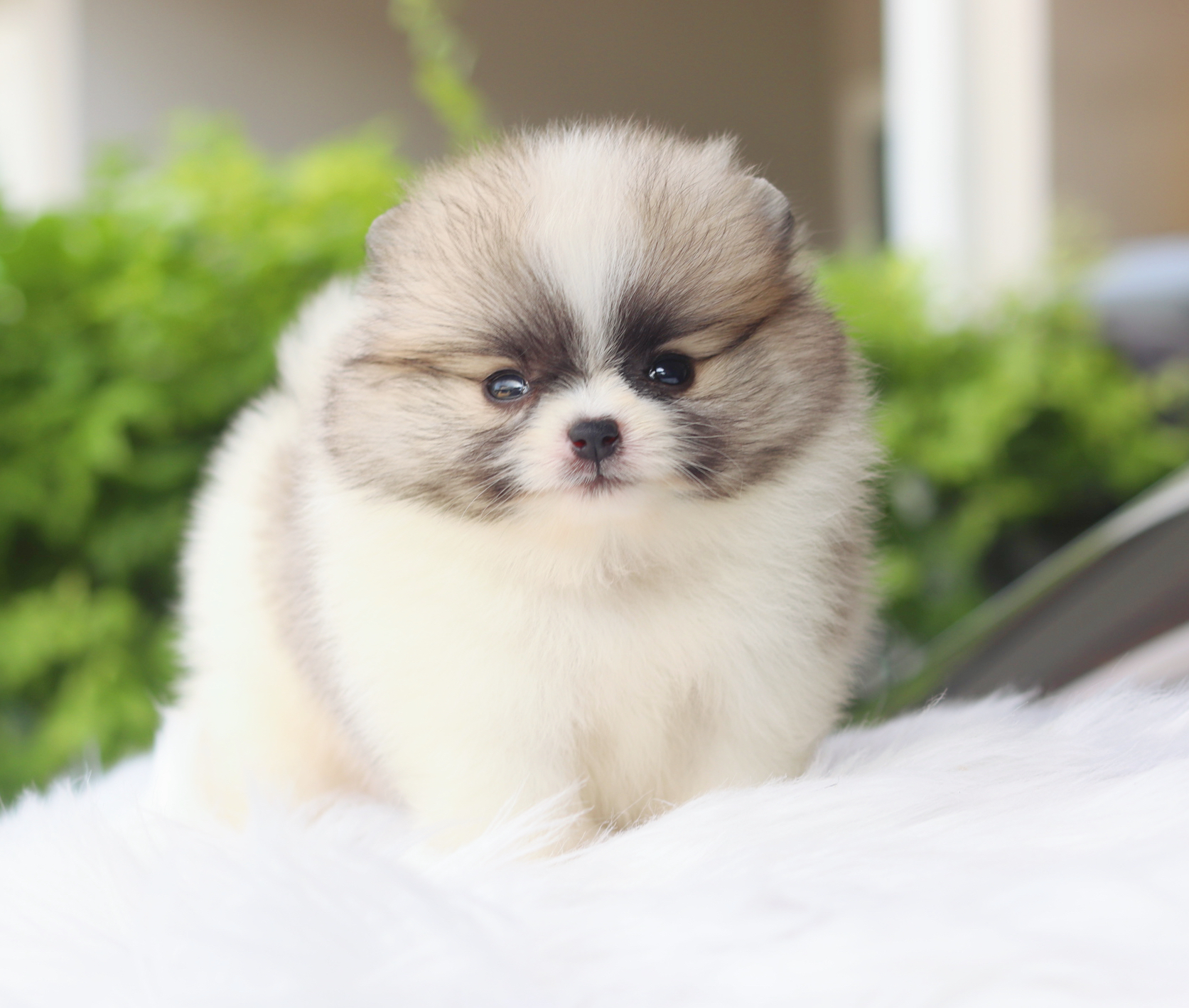 ปอมเมอเรเนียน เพศผู้ สีแฟนซี