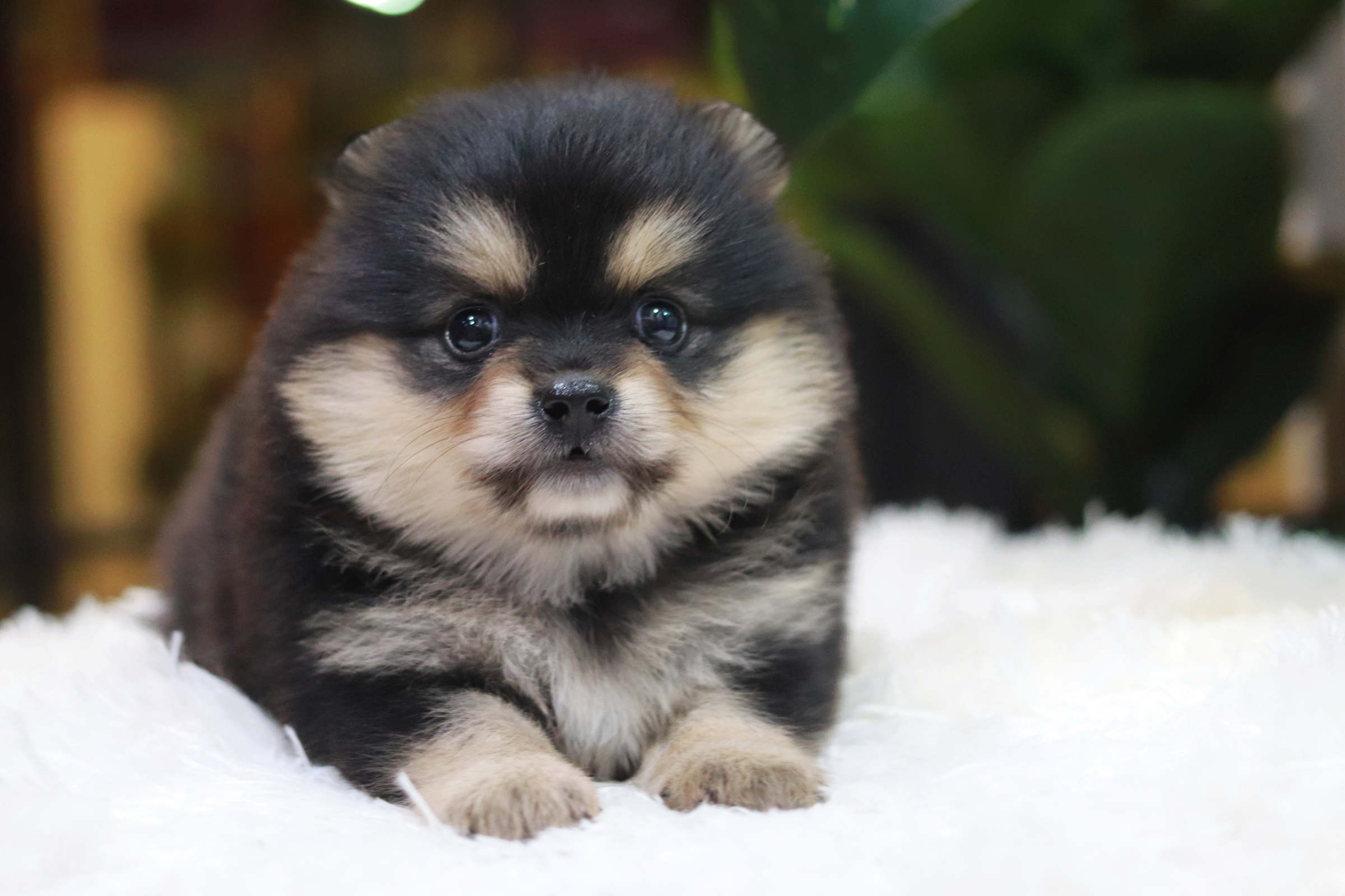 ปอมเมอเรเนียน เพศเมีย แบล็คแทน