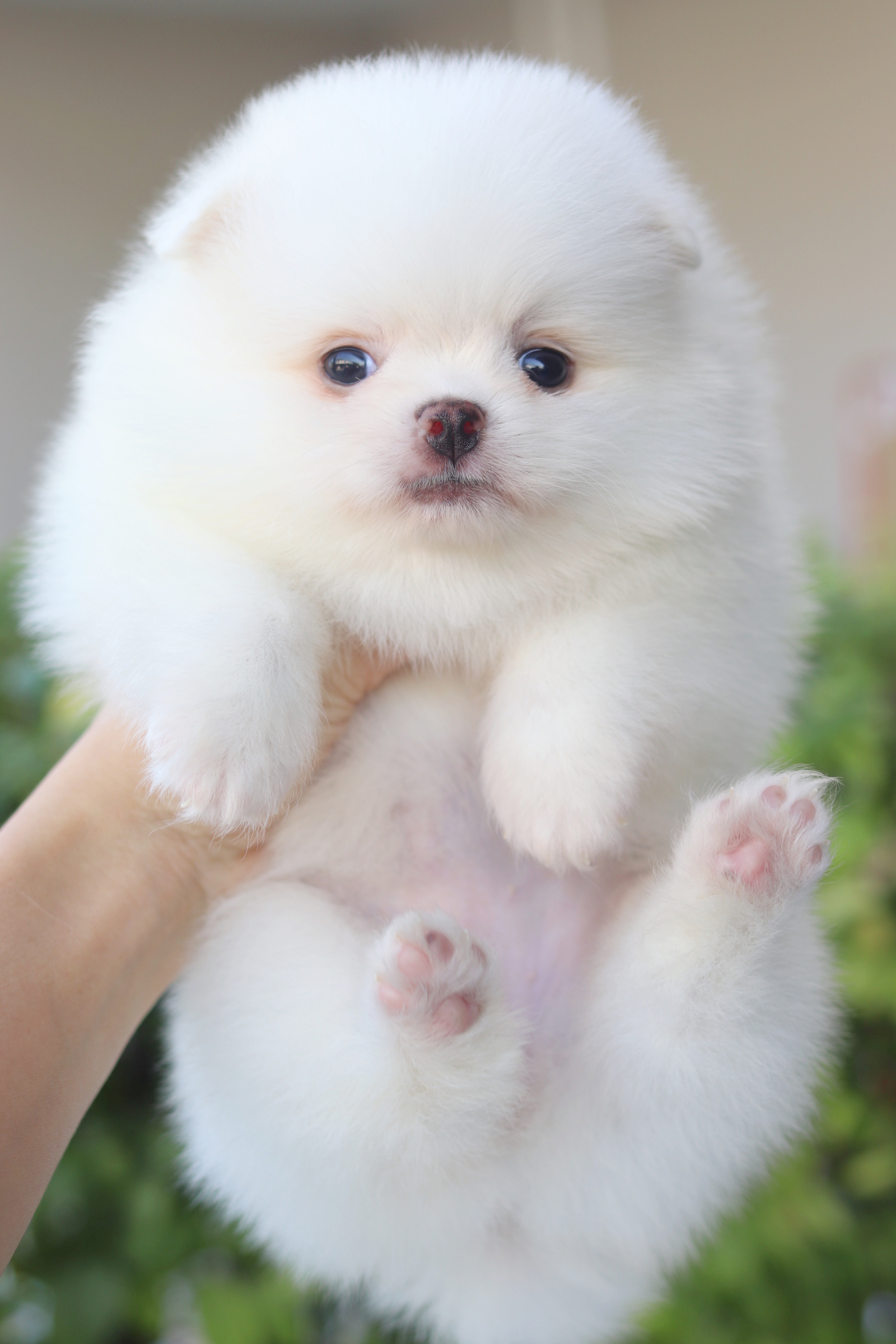 ปอมเมอเรเนียน เพศเมียสีขาวครีม