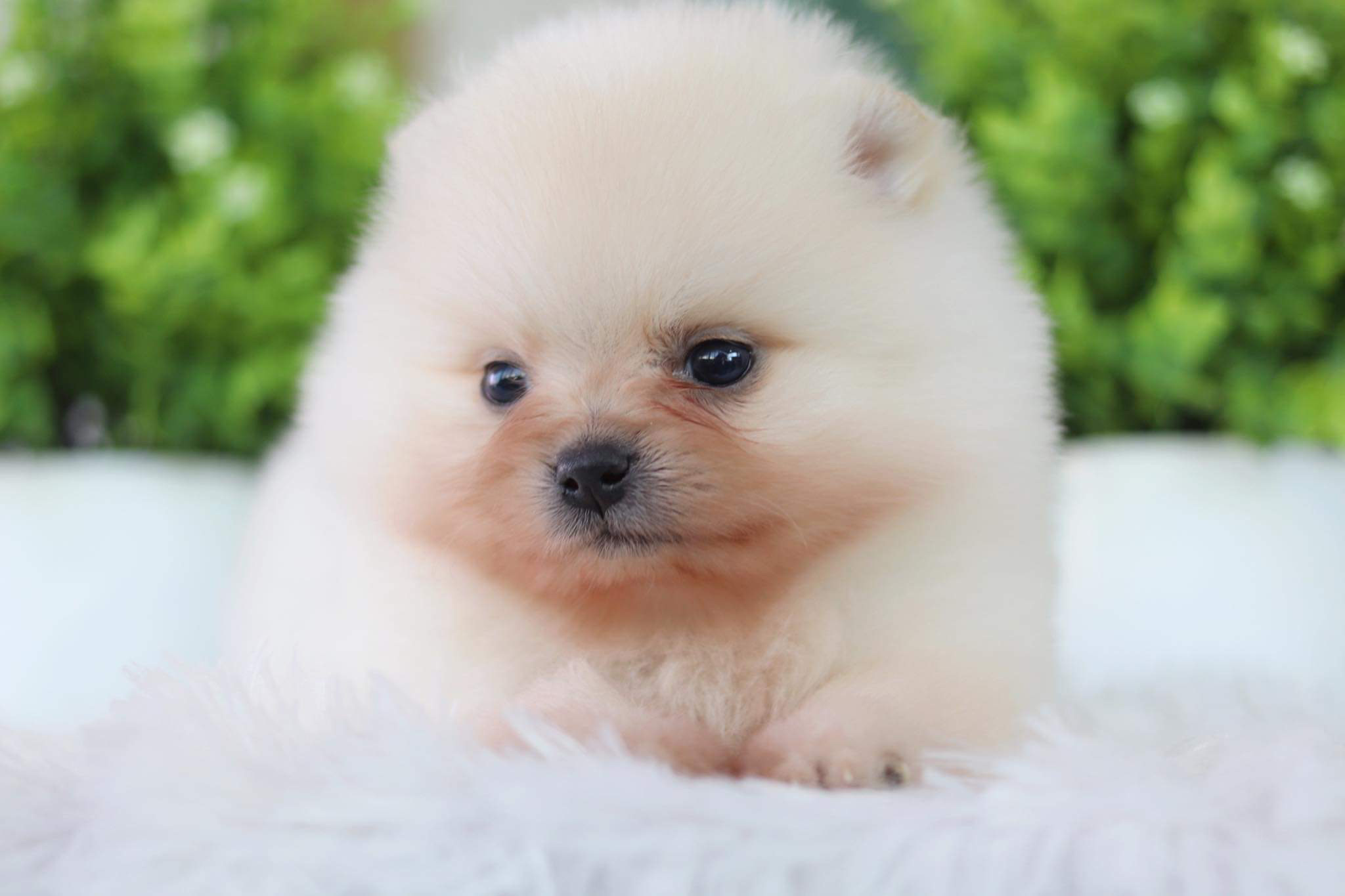 ปอมเมอเรเนียน เพศผู้