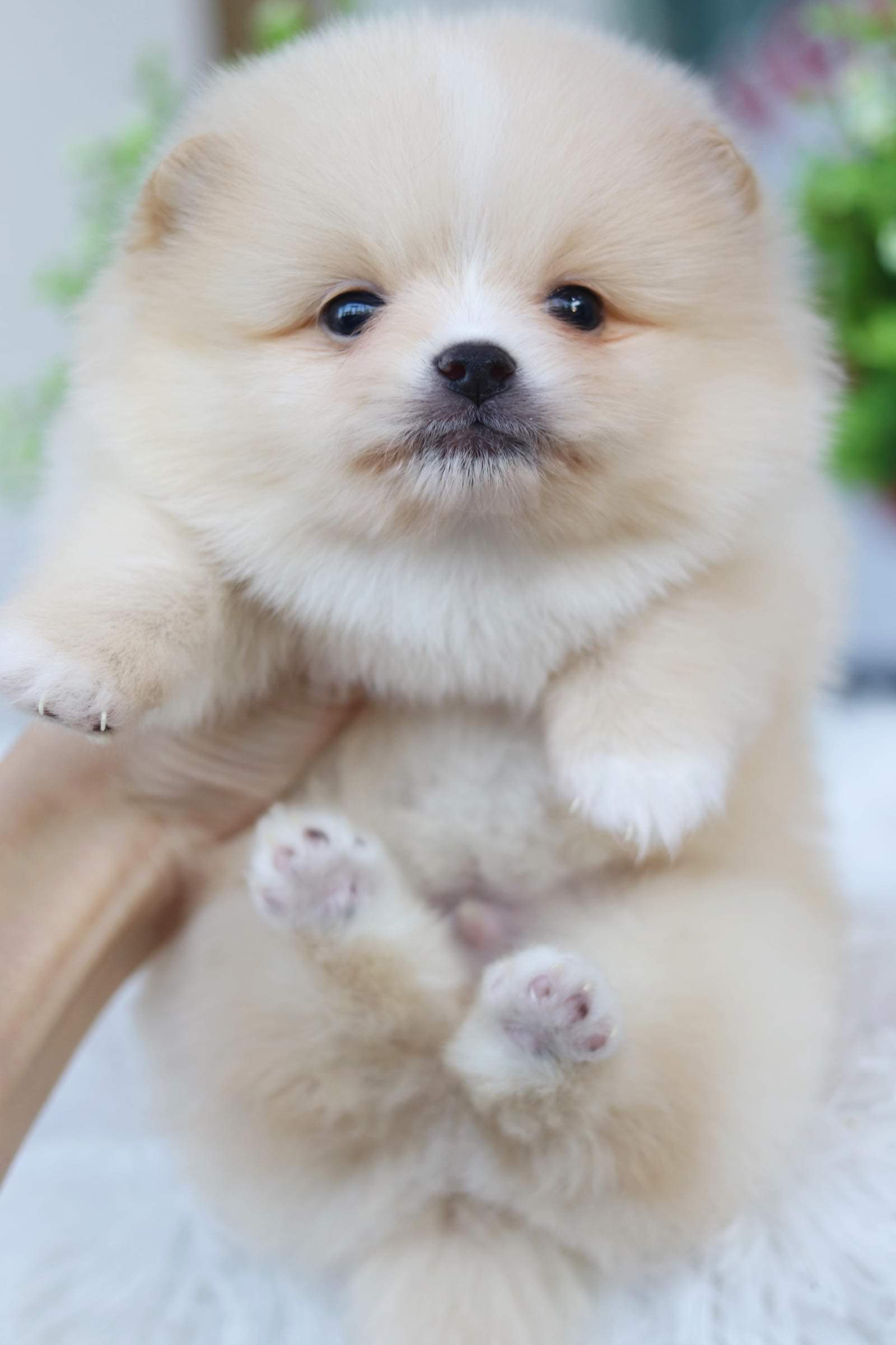 ปอมเมอเรเนียน เพศผู้