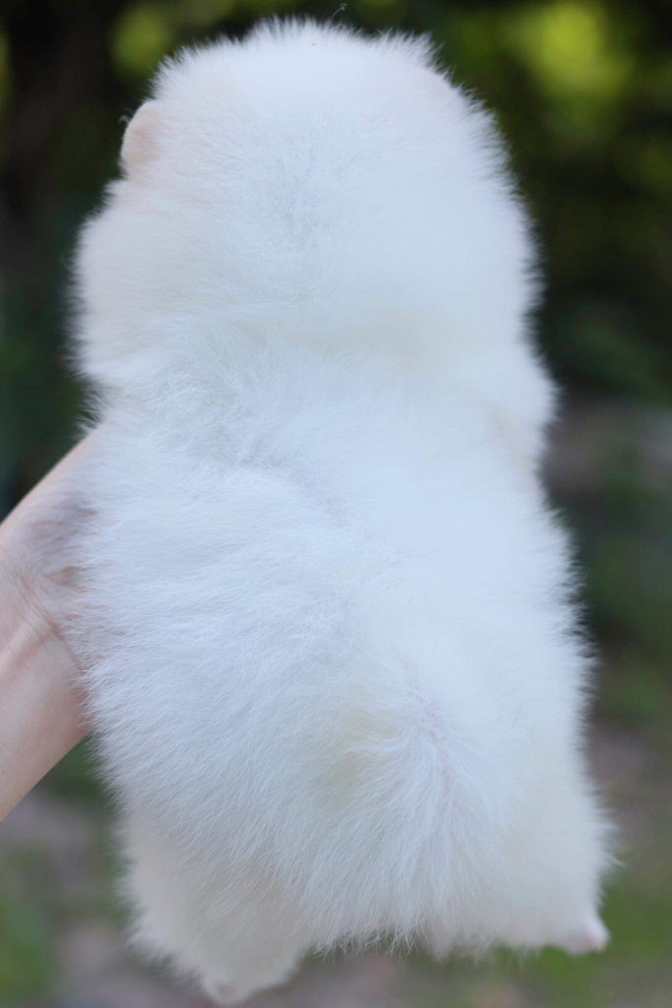 ปอมเมอเรเนียน เพศเมีย