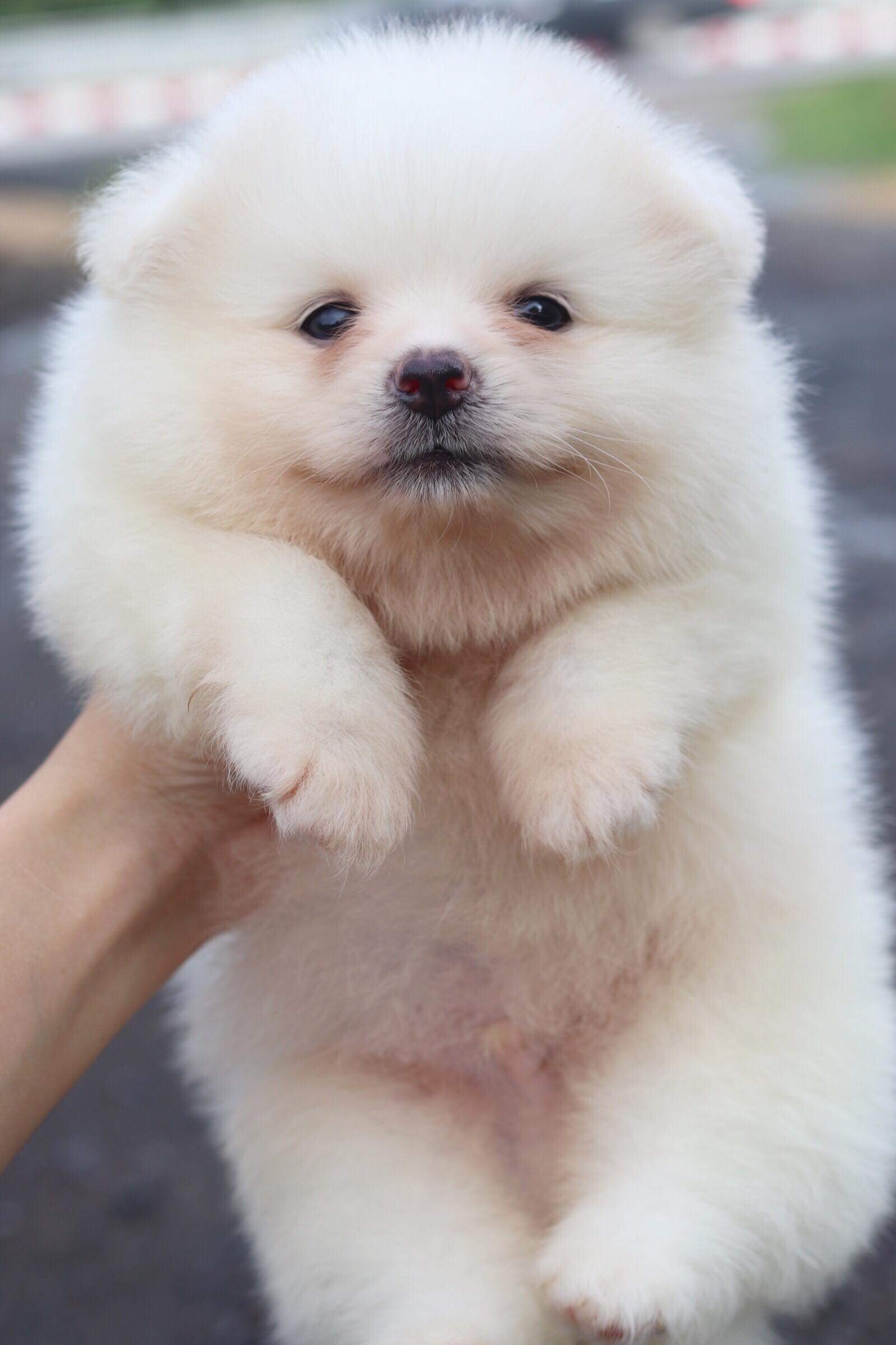 ปอมเมอเรเนียน เพศผู้