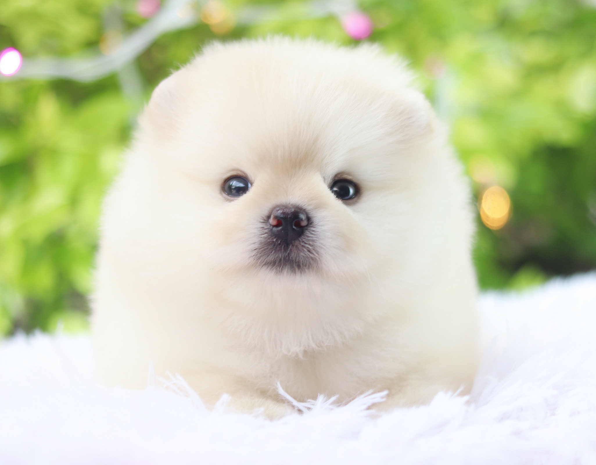 ปอมเมอเรเนียน เพศผู้ สีขาวครีม