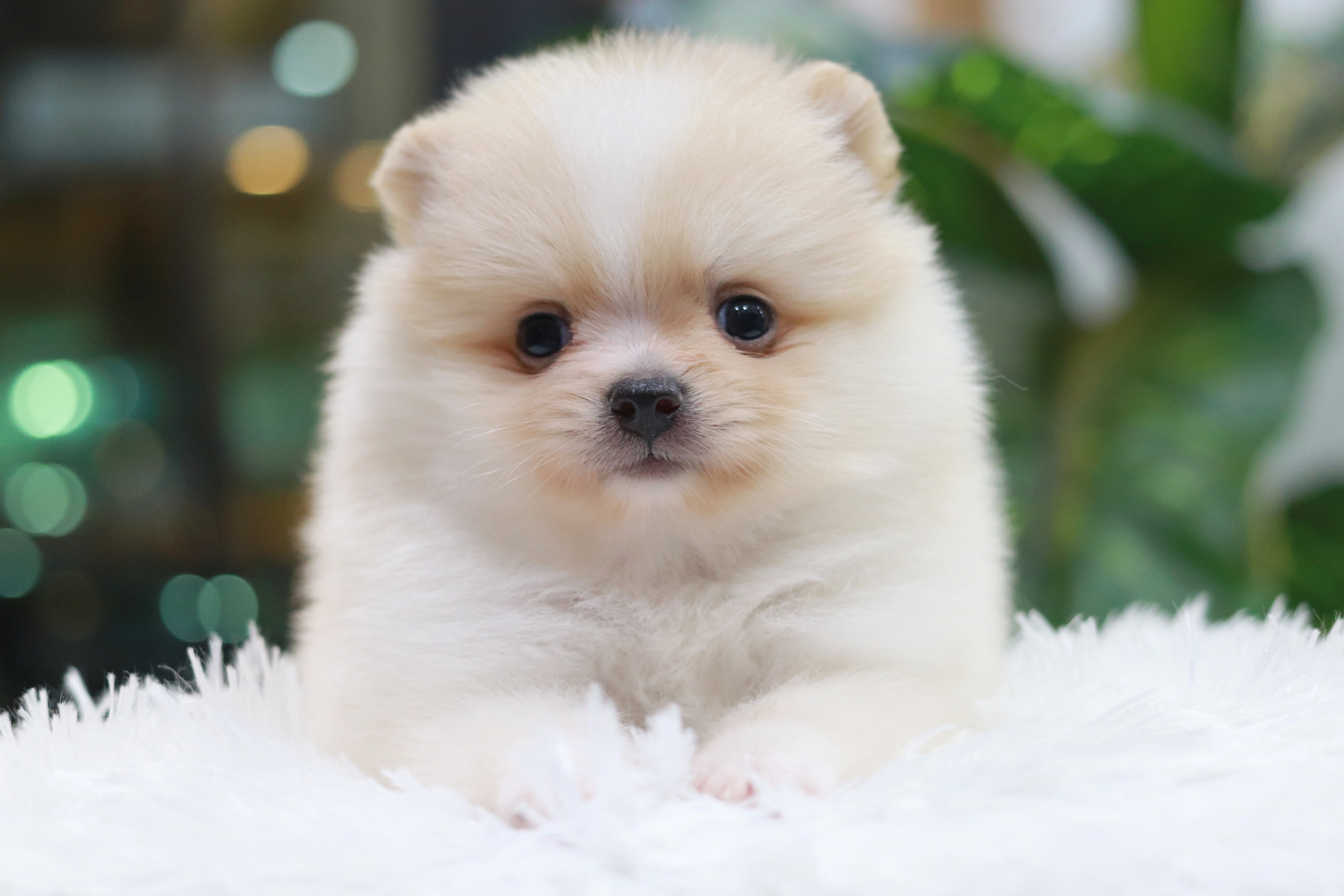 ปอมเมอเรเนียน เพศผู้ สีขาวครีม