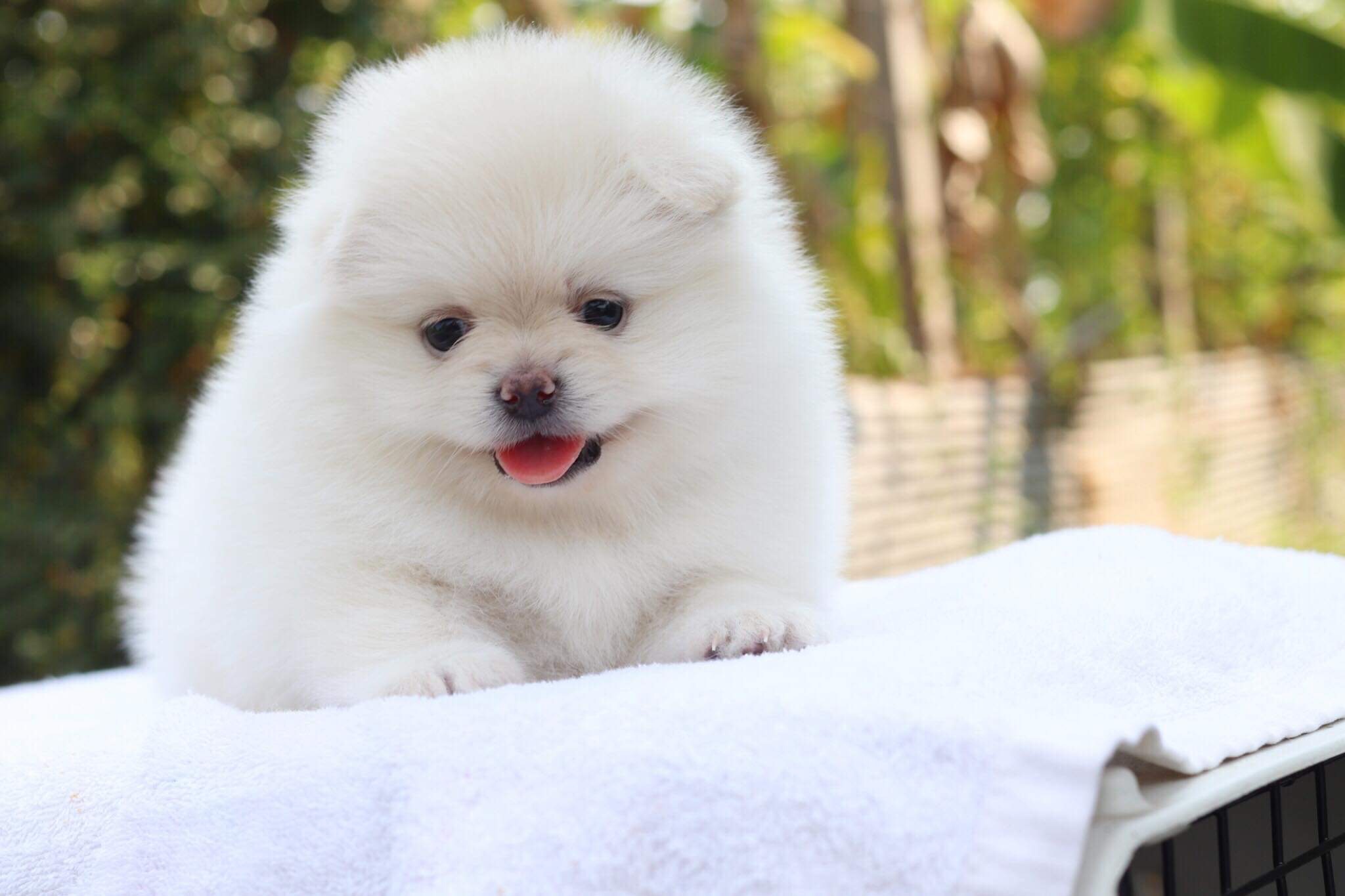 ปอมเมอเรเนียน เพศเมีย