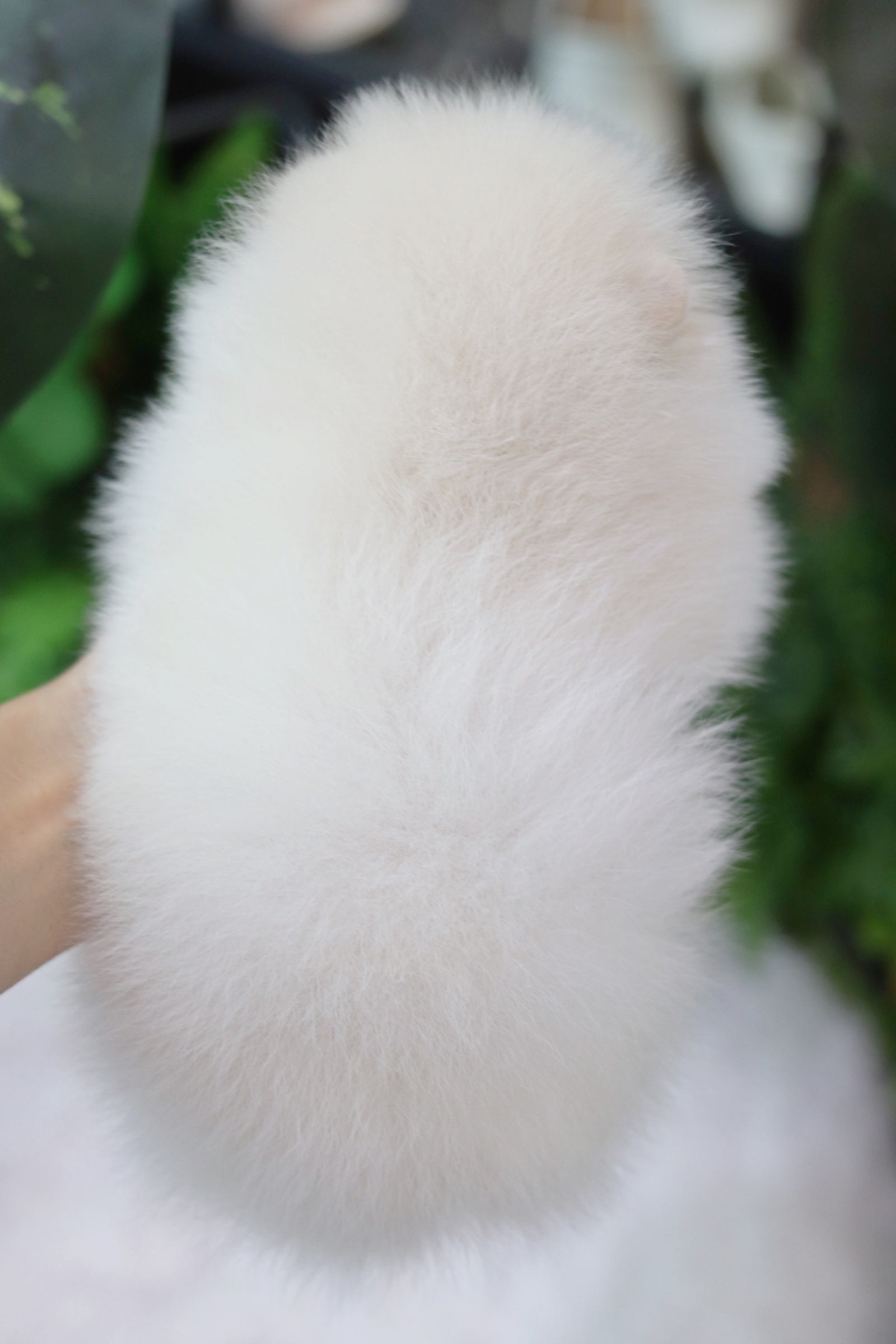 ปอมเมอเรเนียน เพศเมียขาวครีม