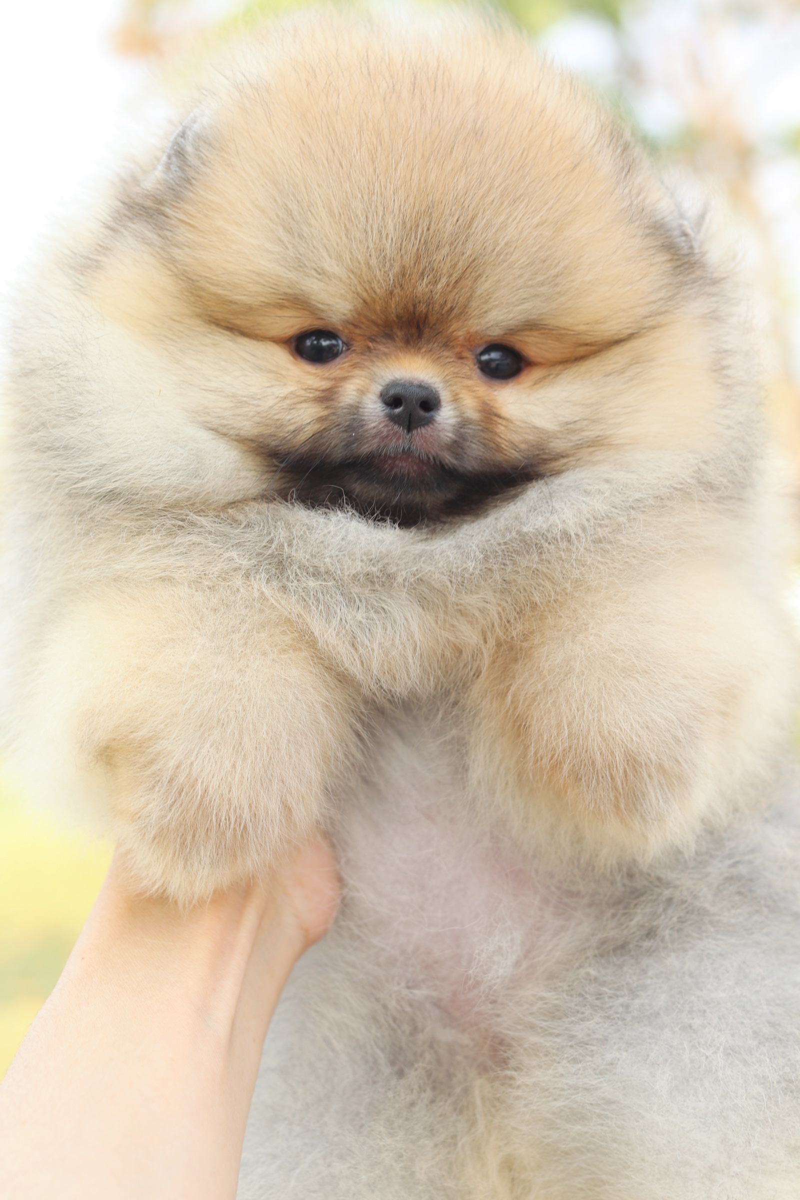 ปอมเมอเรเนียน เพศเมียสีส้มเกรดโชว์