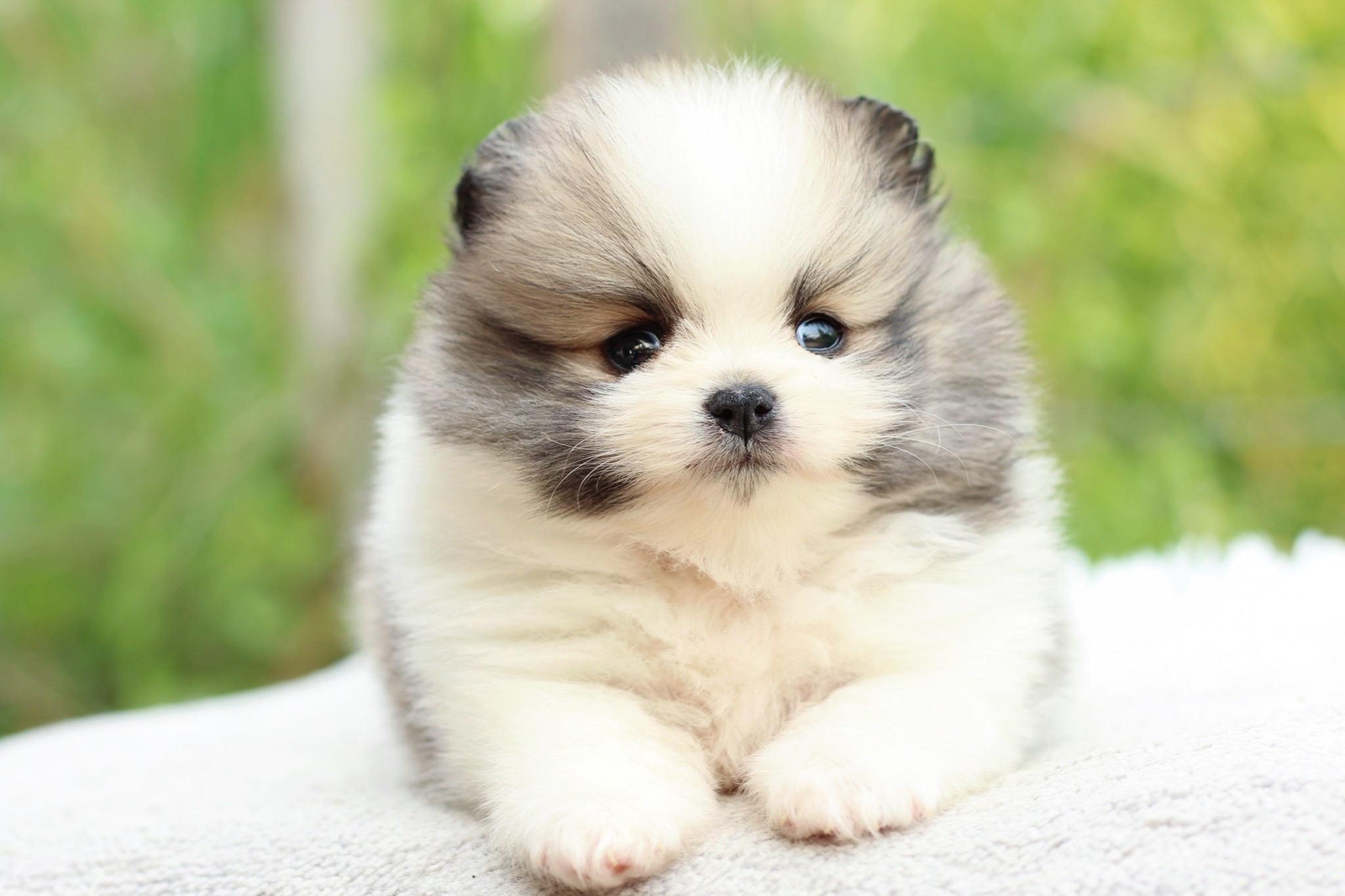 ปอมเมอเรเนียน เพศผู้ สีแฟนซี