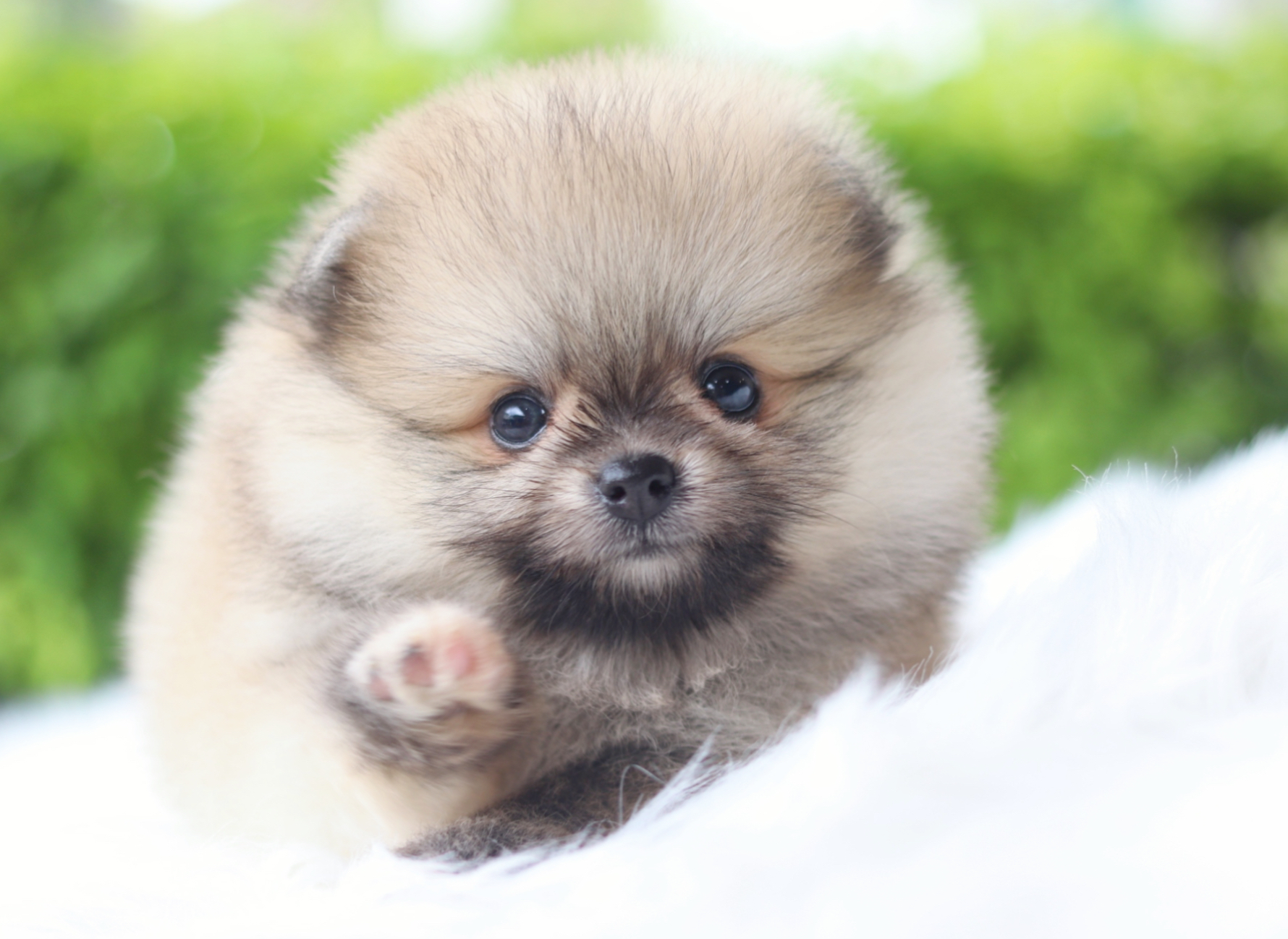 ปอมเมอเรเนียน เพศเมียสีส้ม