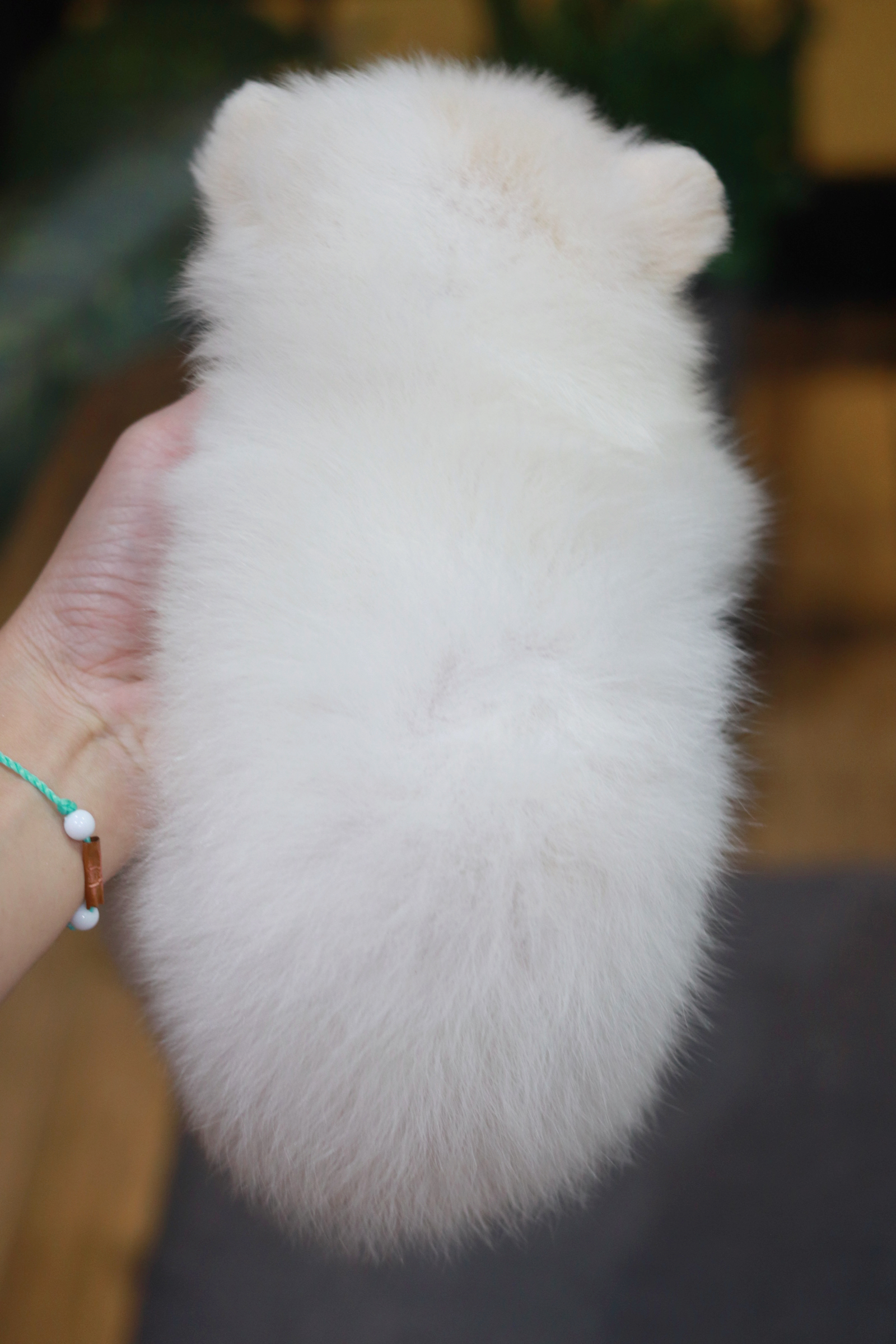 ปอมเมอเรเนียน เพศเมีย