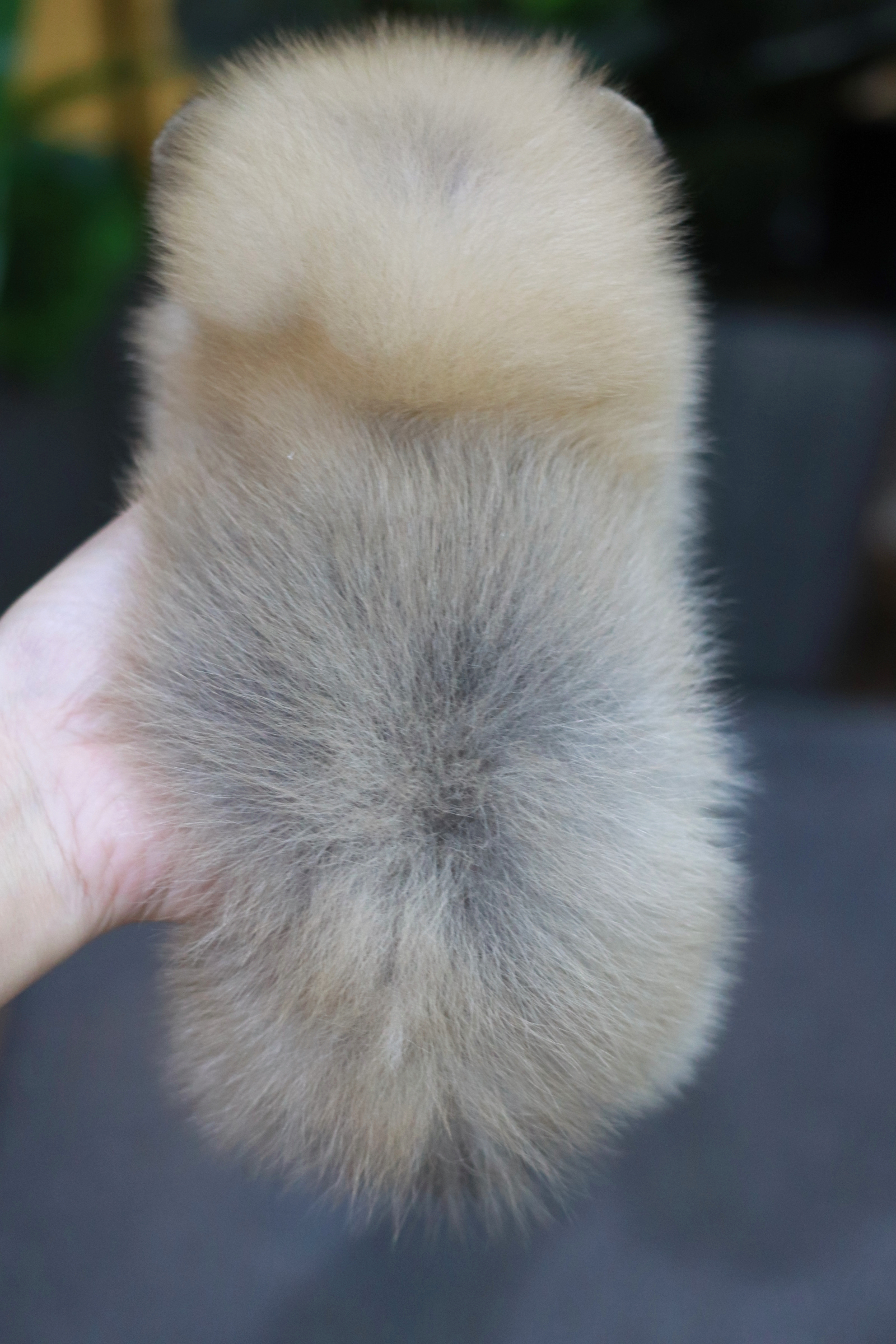 ปอมเมอเรเนียน เพศเมีย