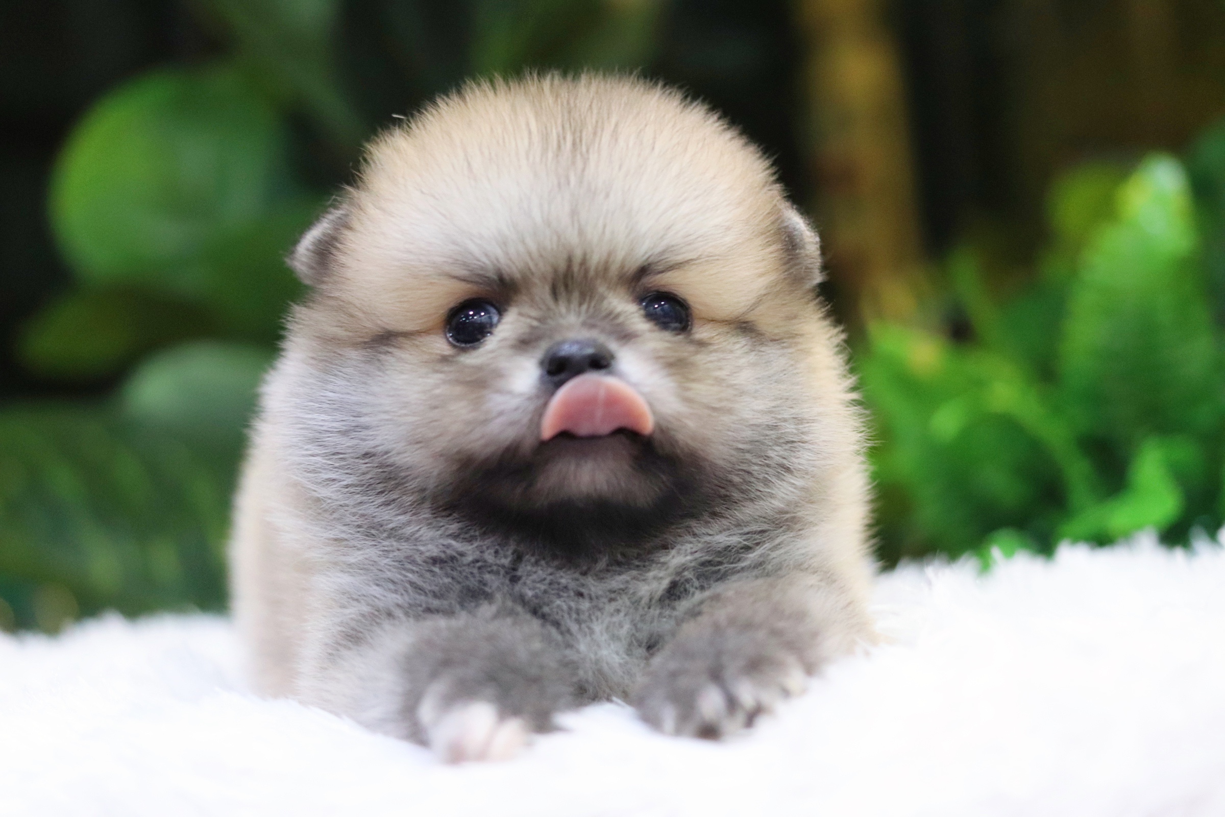 ปอมเมอเรเนียน เพศผู้ สีส้ม