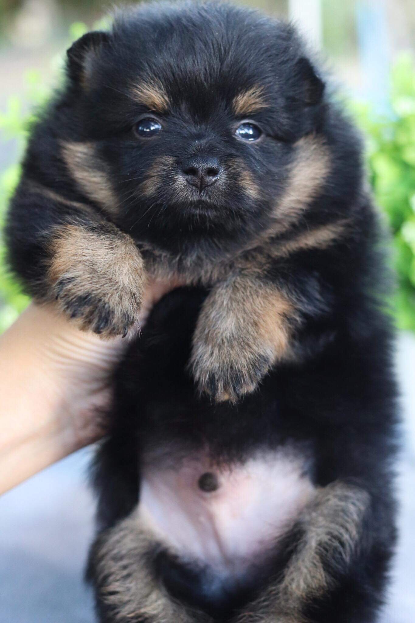 ปอมเมอเรเนียน เพศผู้