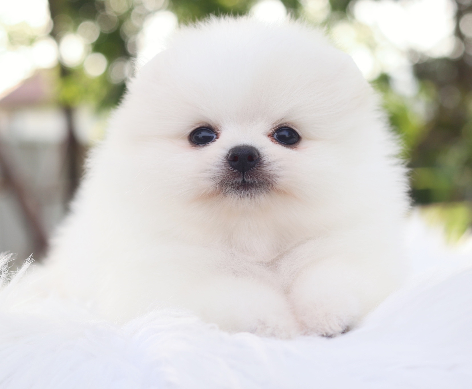 ปอมเมอเรเนียน เพศเมียสีขาวครีมเกรดโชว์