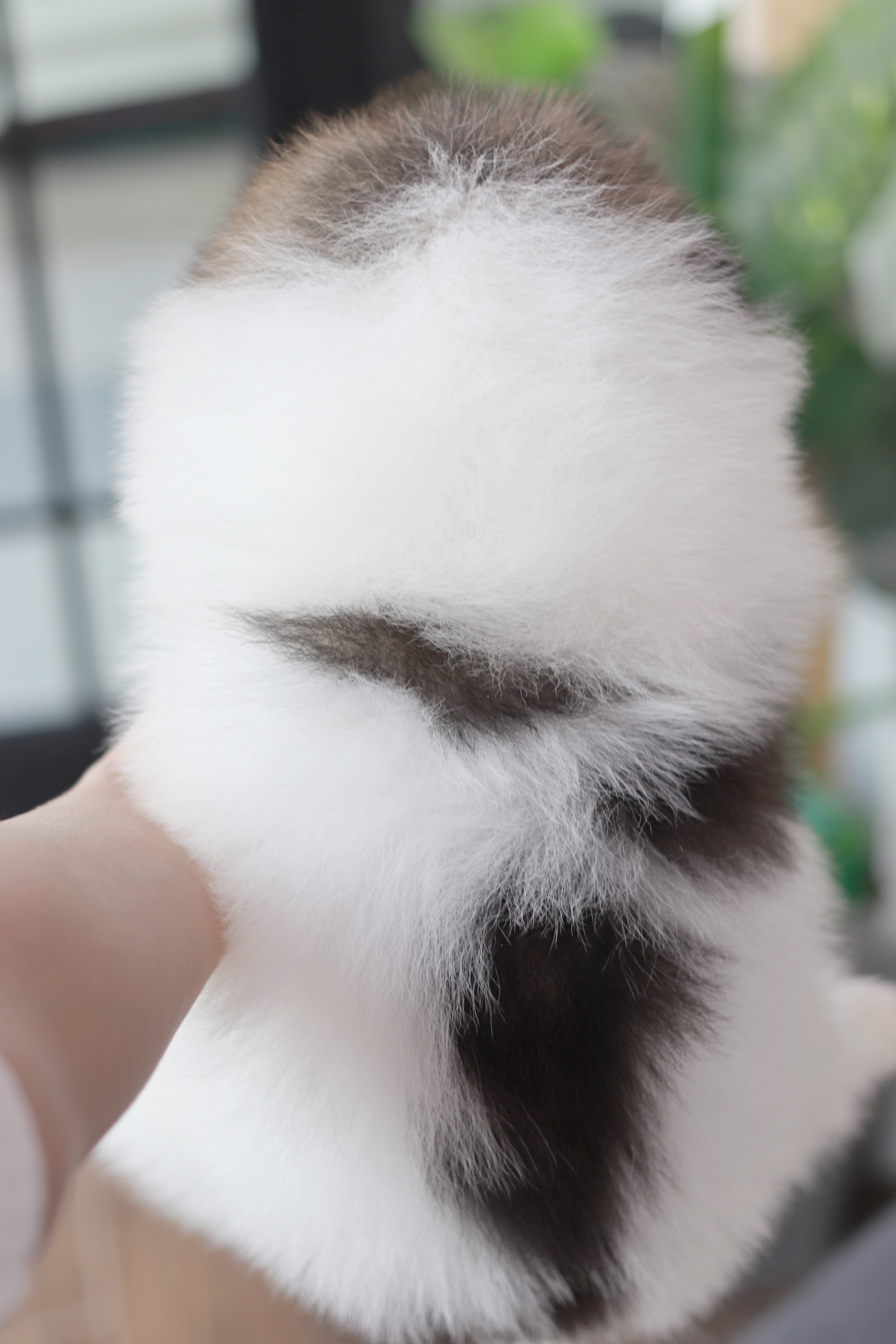 ปอมเมอเรเนียน เพศเมีย