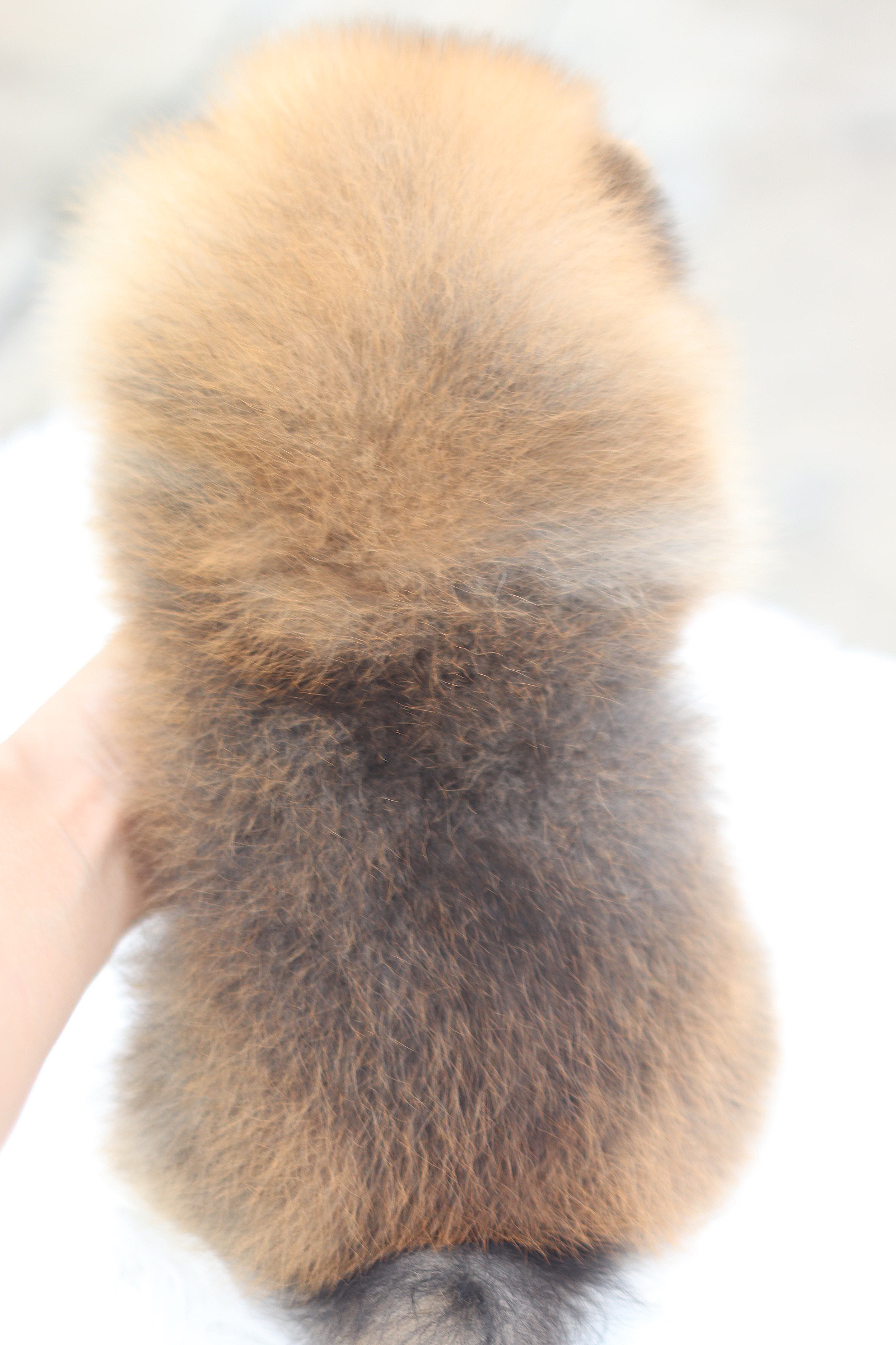 ปอมเมอเรเนียน เพศผู้ สีส้ม เกรดโชว์