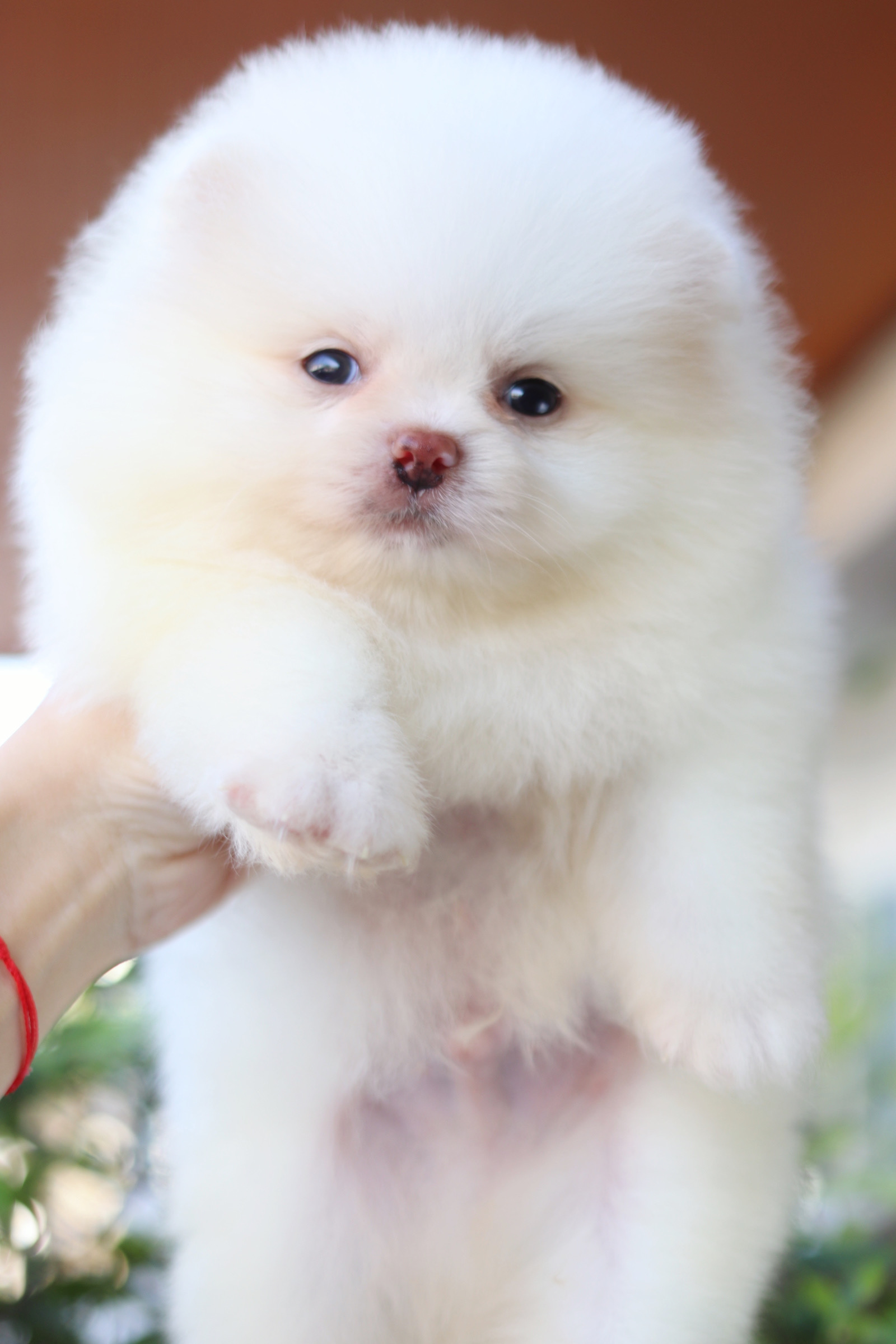 ปอมเมอเรเนียน เพศผู้สีขาวครีม