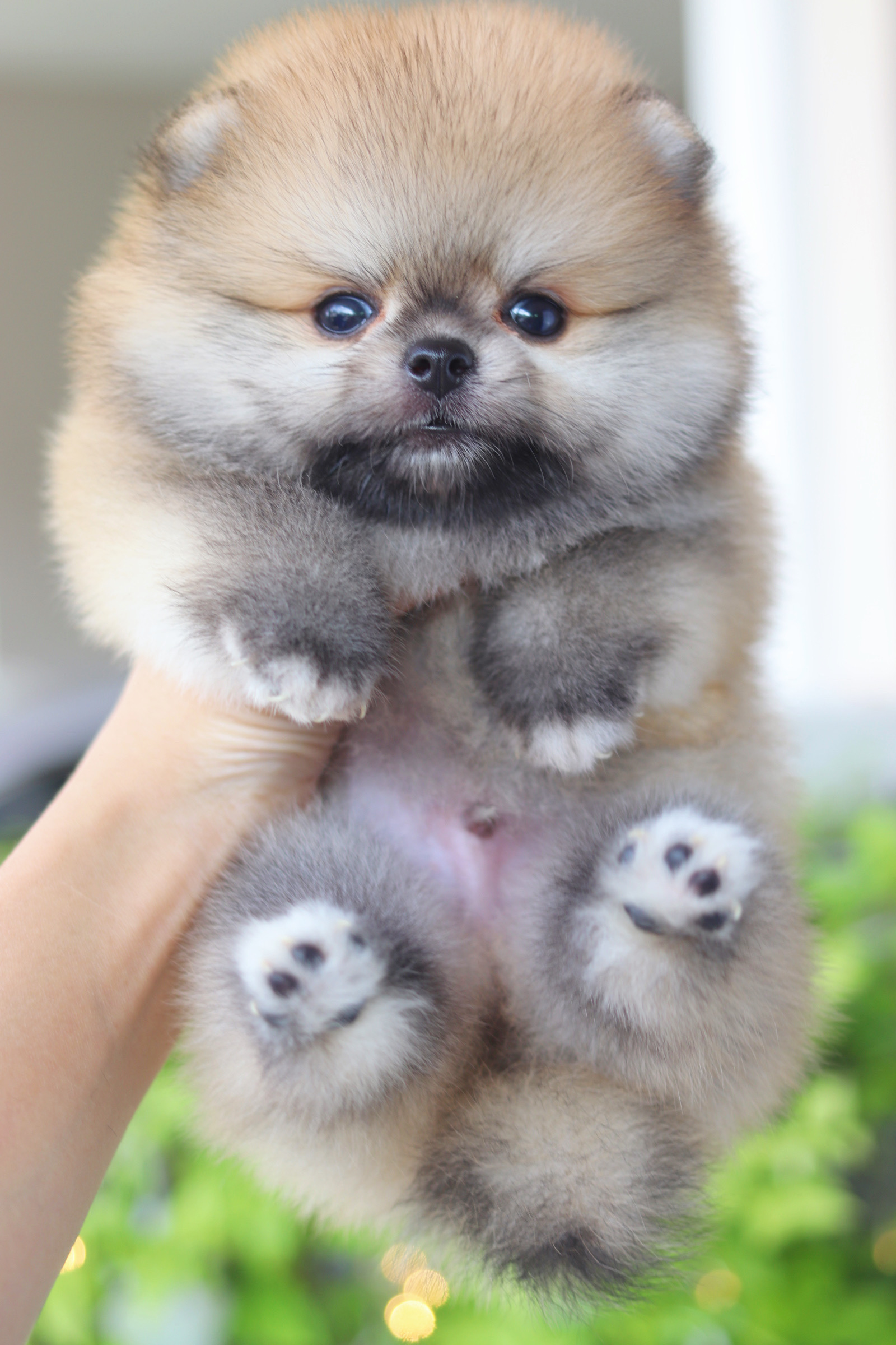 ปอมเมอเรเนียน เพศผู้สีส้ม