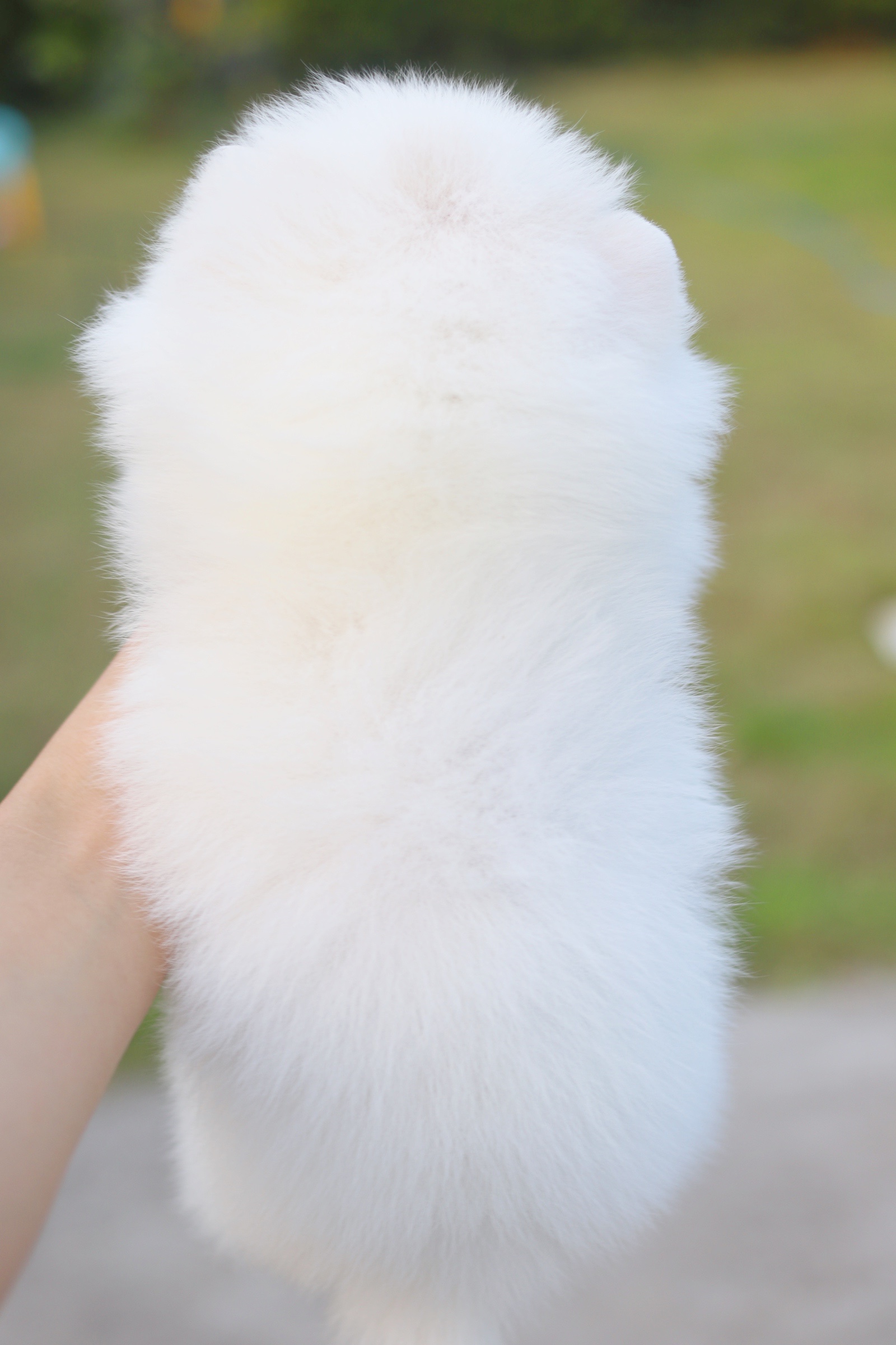 ปอมเมอเรเนียน เพศเมียสีขาวครีม