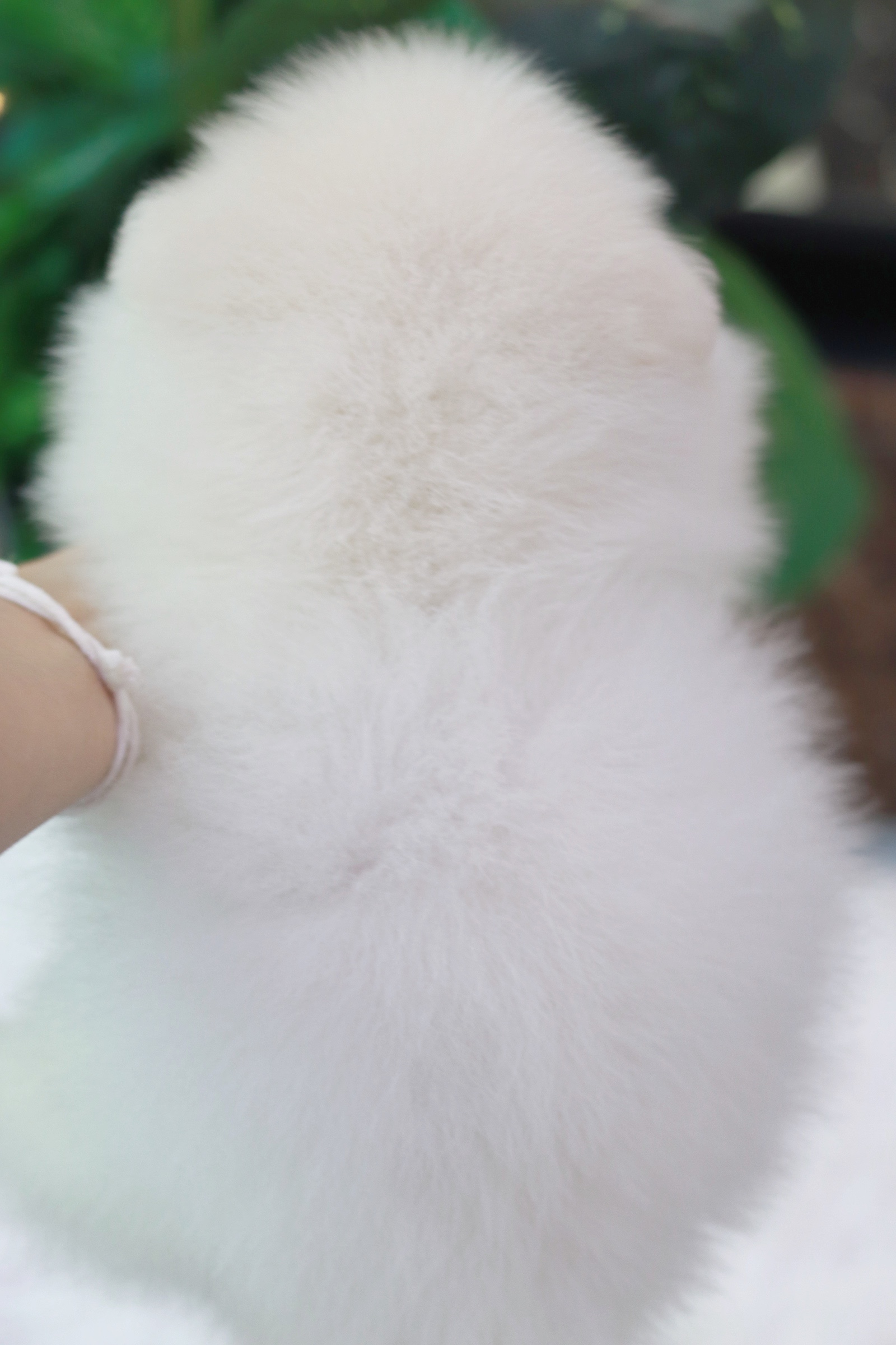 ปอมเมอเรเนียน เพศผู้ สีขาวครีม