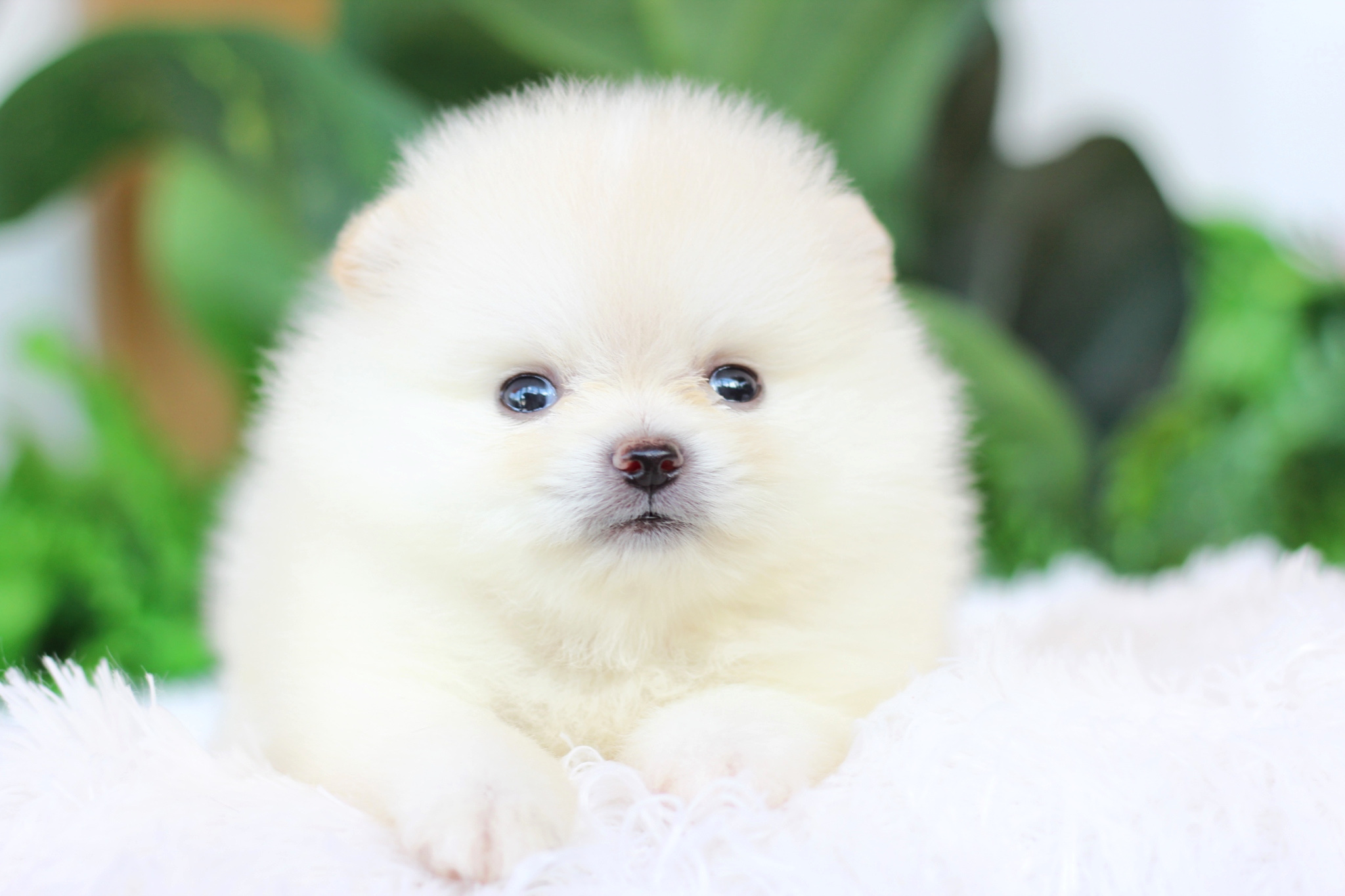 ปอมเมอเรเนียน เพศผู้ ขาวครีม