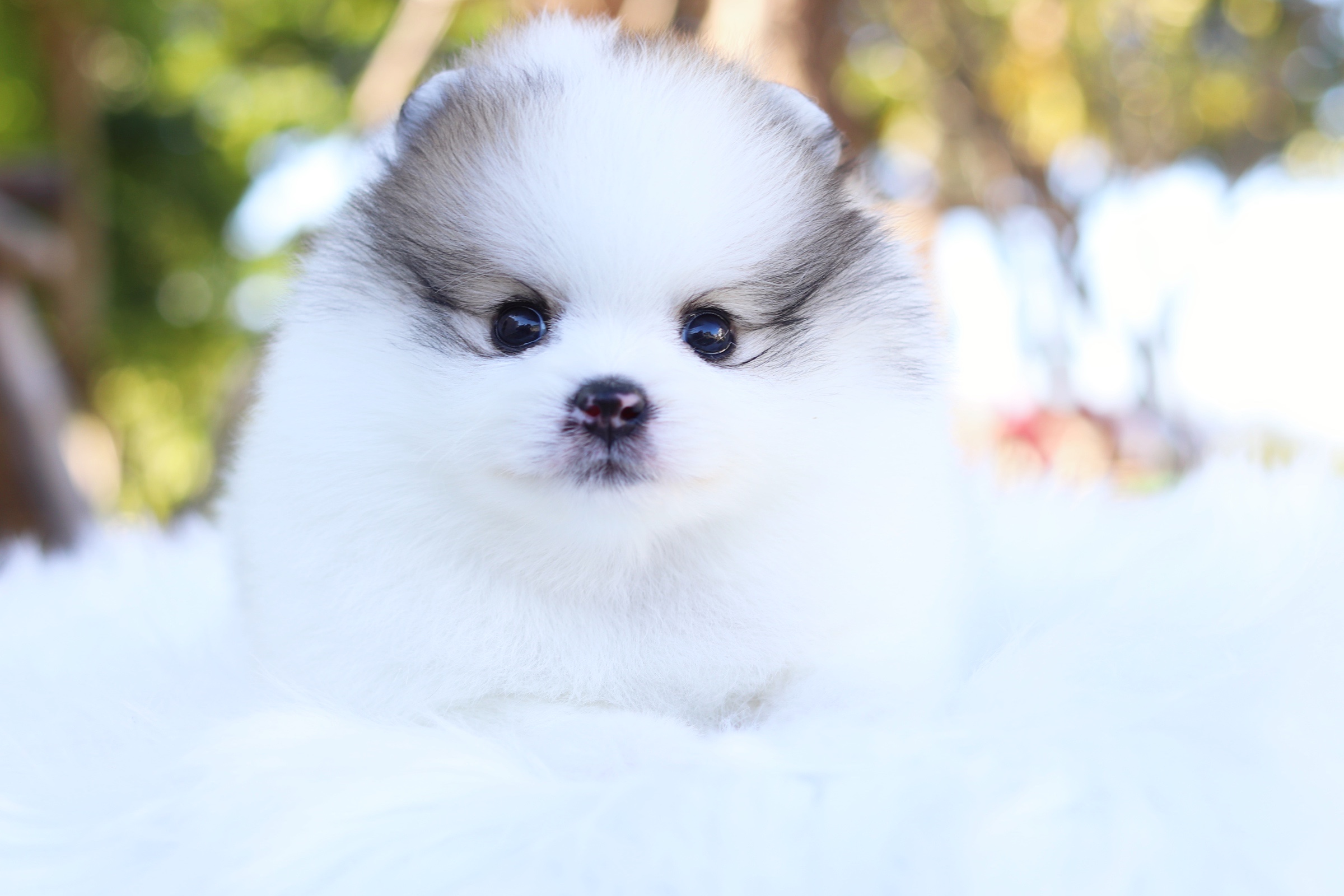 ปอมเมอเรเนียน เพศผู้ สีแฟนซีเกรดโชว์