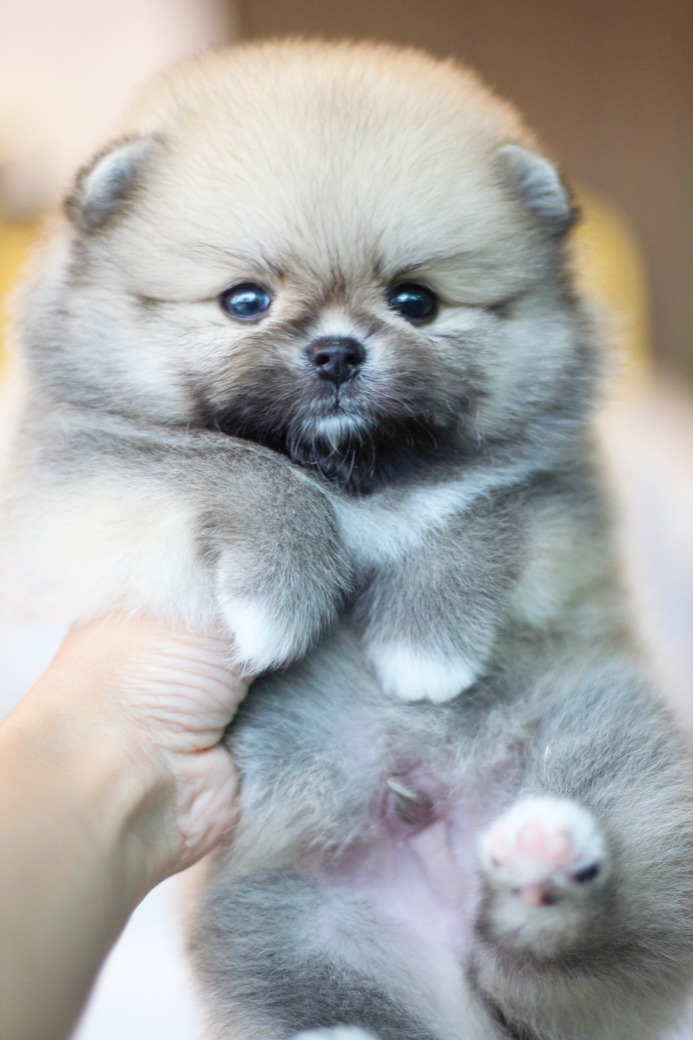 ปอมเมอเรเนียน เพศผู้ สีส้ม