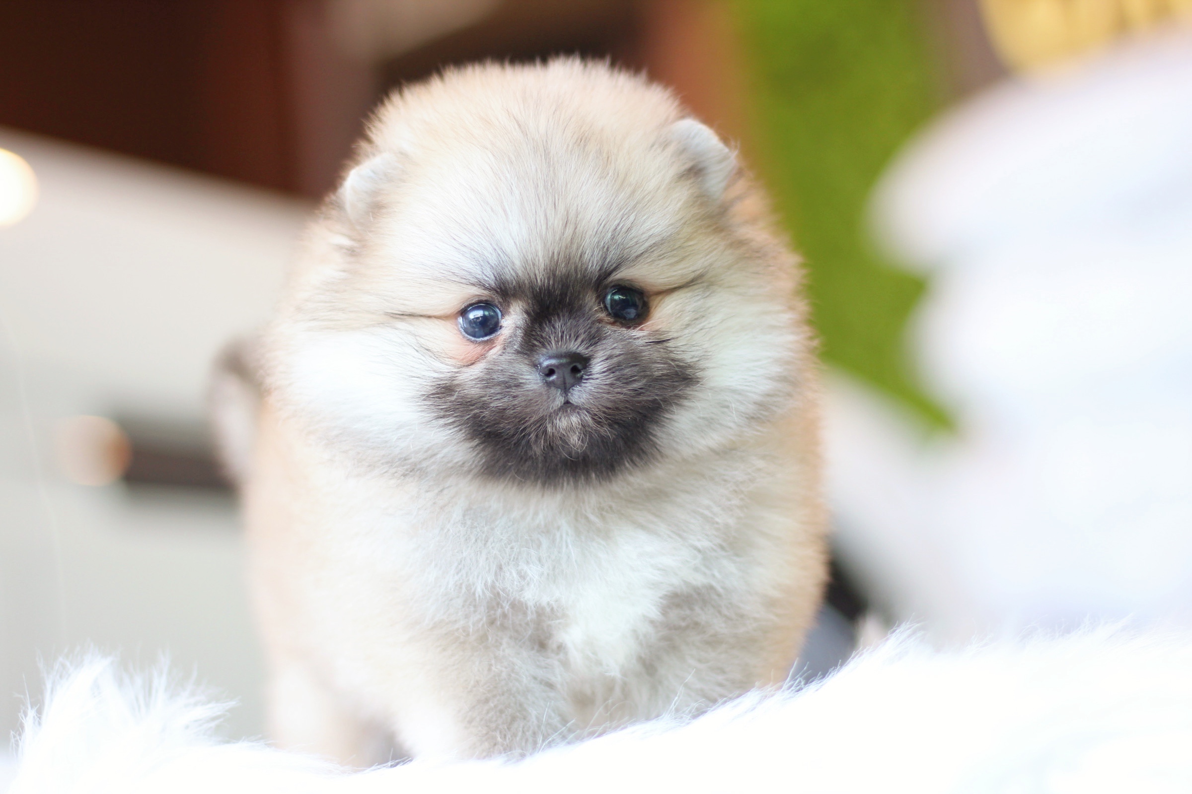 ปอมเมอเรเนียน เพศผู้ สีส้มเกรดโชว์