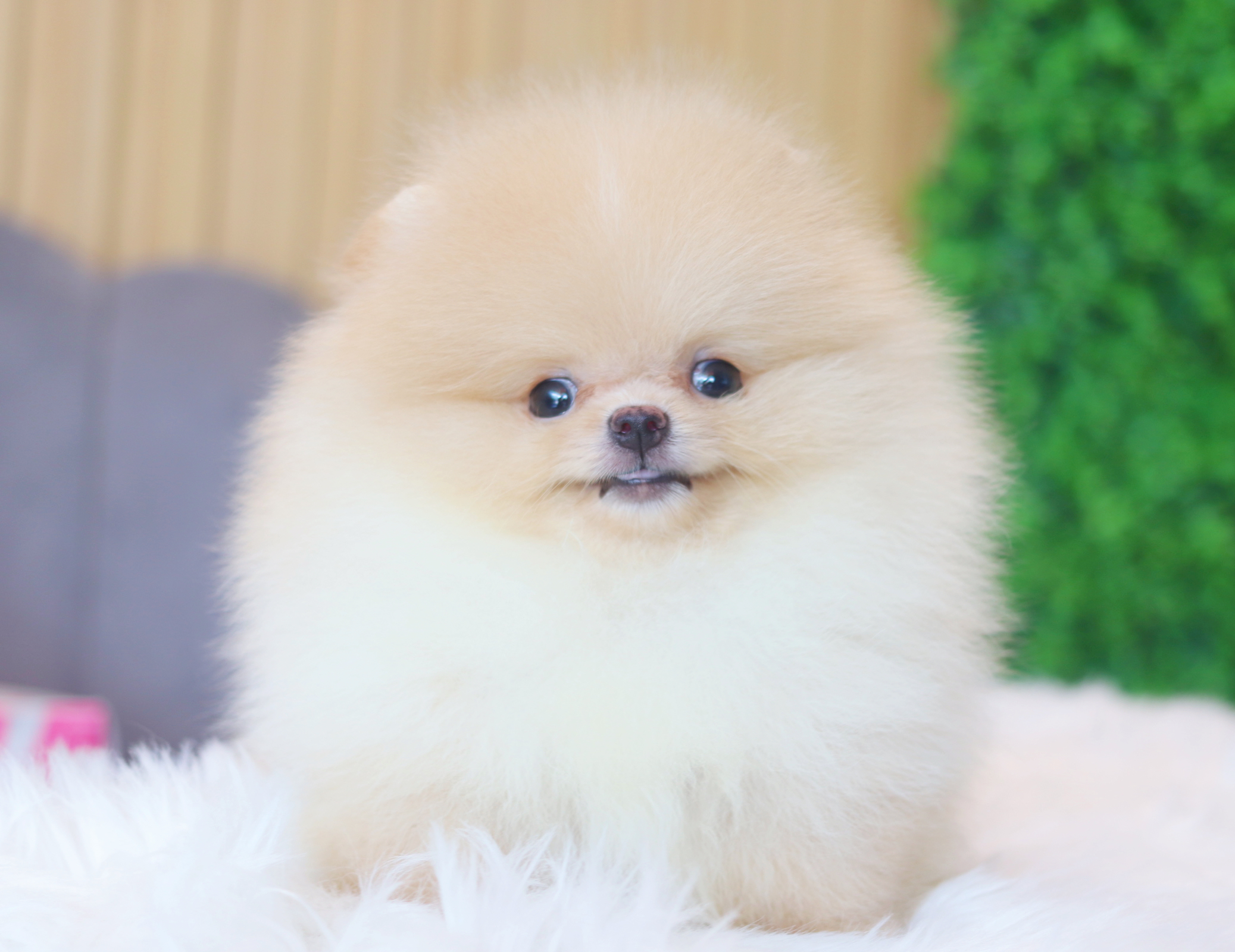ปอมเมอเรเนียน เพศผู้สีครีม เกรดโชว์