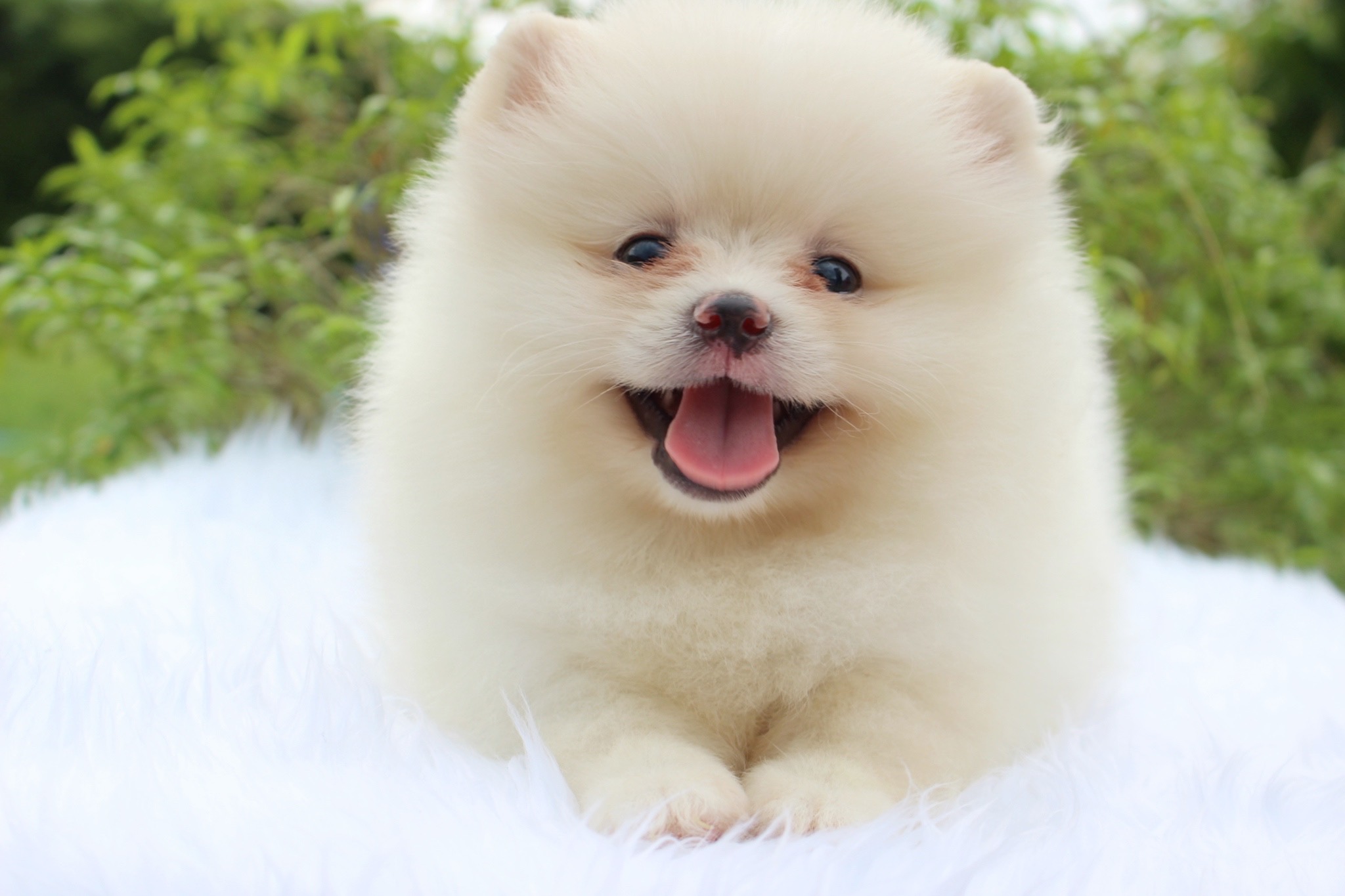 ปอมเมอเรเนียน เพศเมีย ขาวครีม