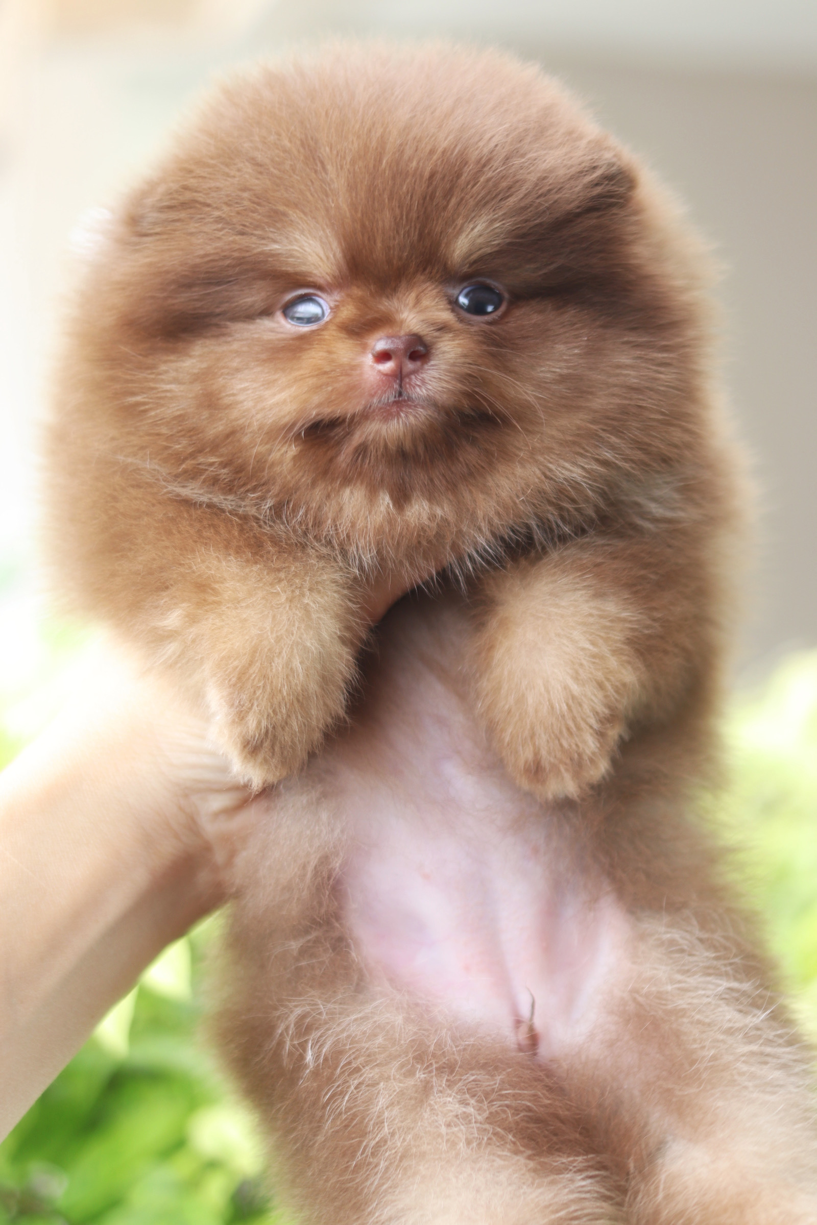 ปอมเมอเรเนียน เพศเมียสีช็อคแทนเกรดโชว์