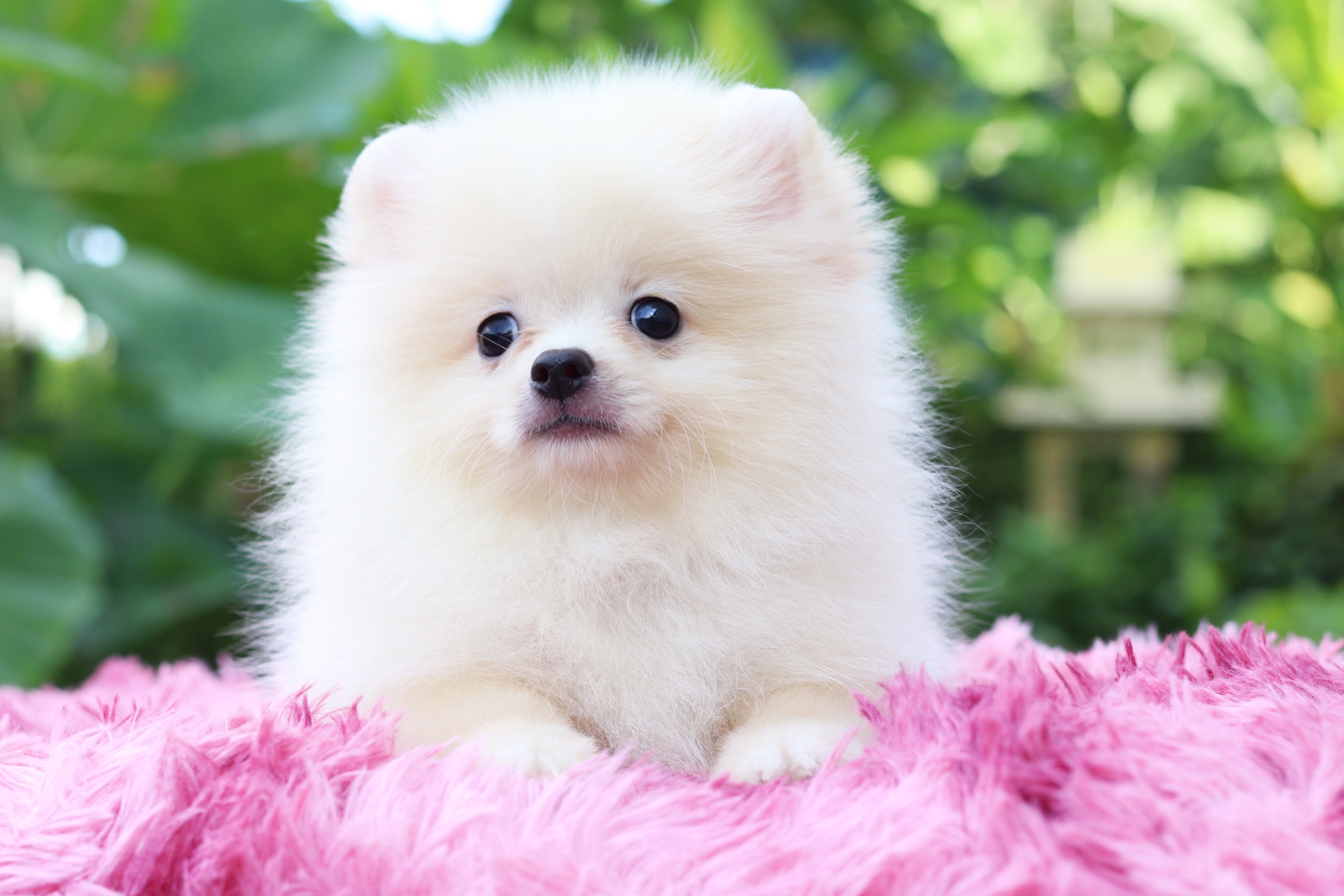 ปอมเมอเรเนียน เพศผู้ สีขาวครีม