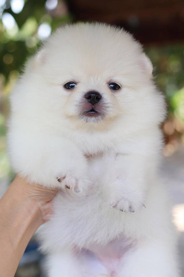 ปอมเมอเรเนียน เพศเมีย