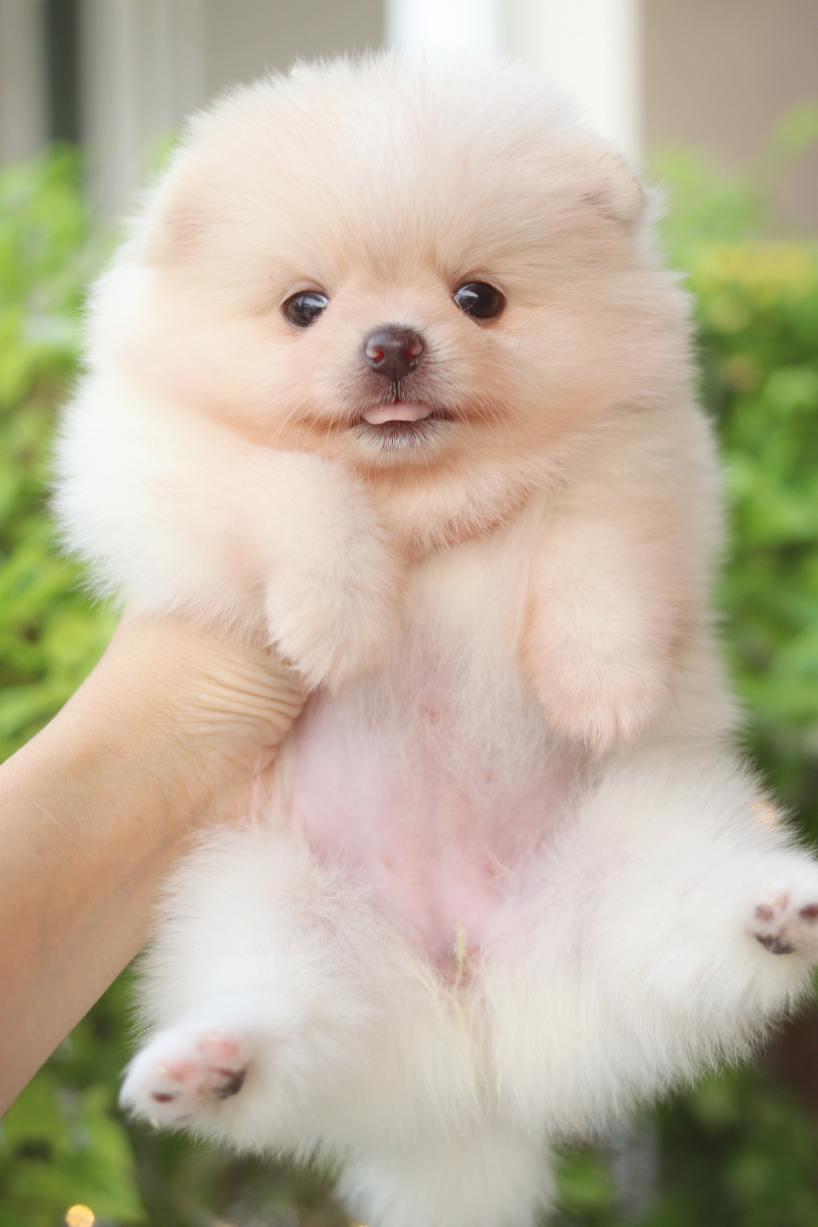 ปอมเมอเรเนียน เพศเมียสีครีม