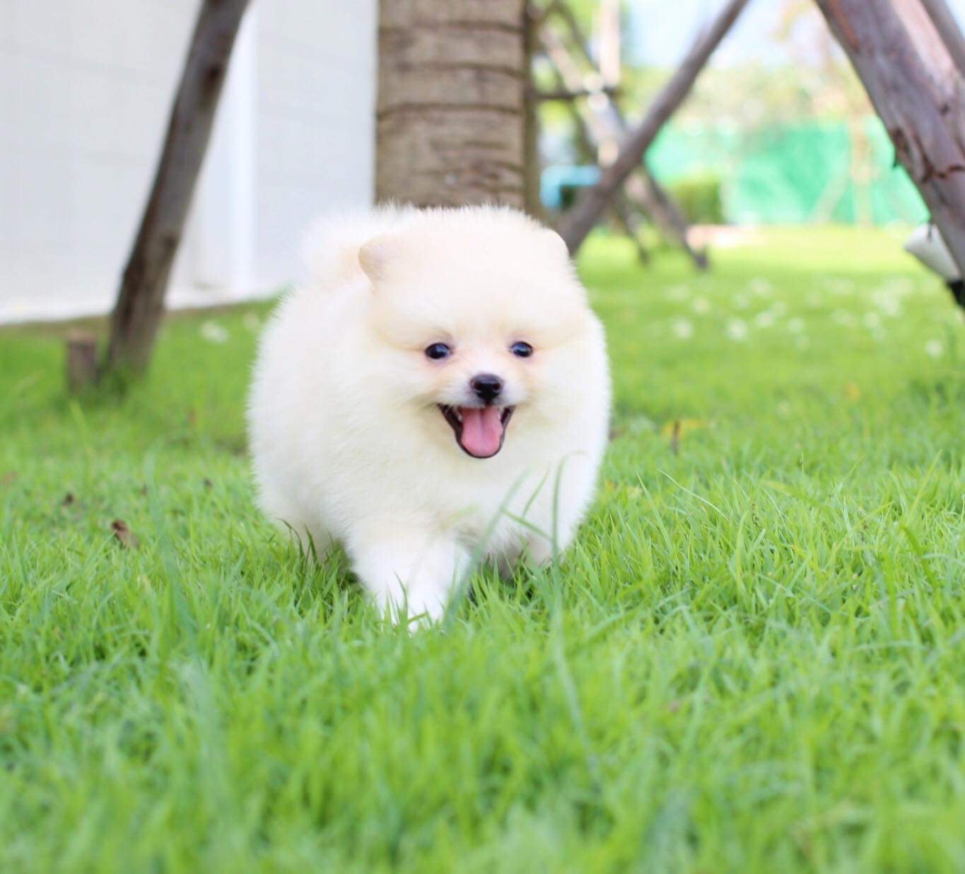 ปอมเมอเรเนียน เพศผู้