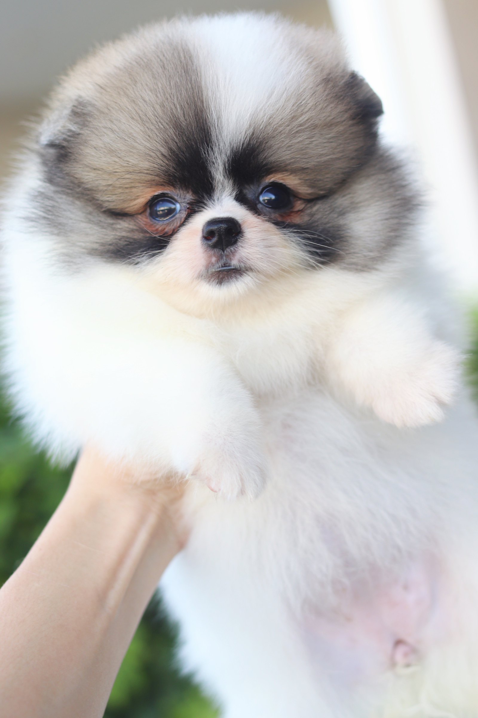 ปอมเมอเรเนียน เพศเมียสีแฟนซี