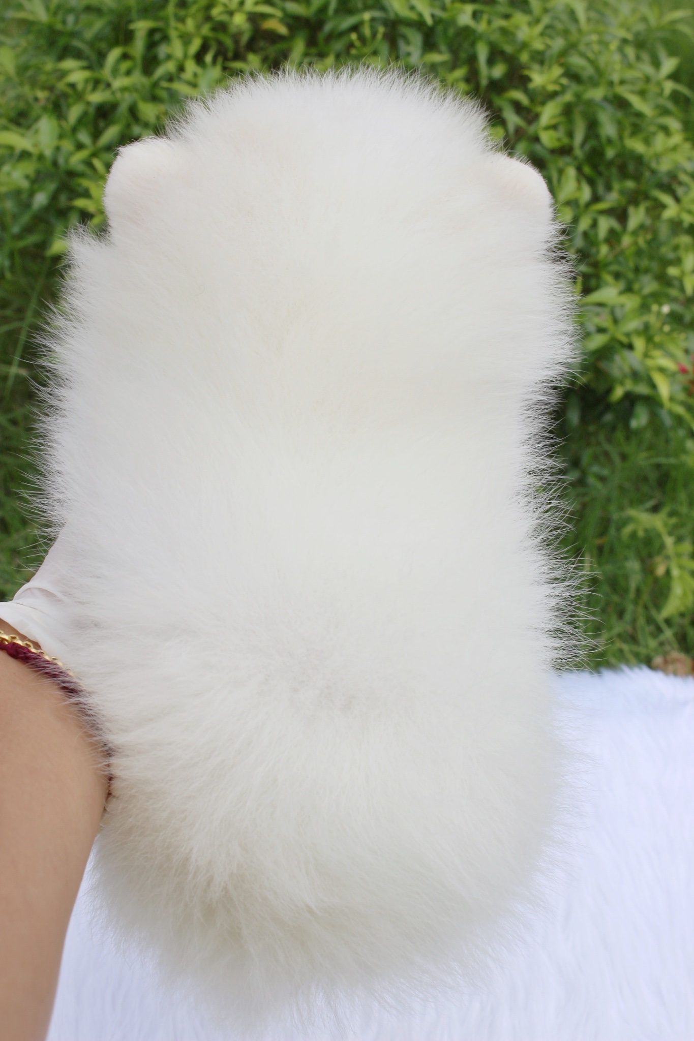 ปอมเมอเรเนียน เพศเมียขาวครีม