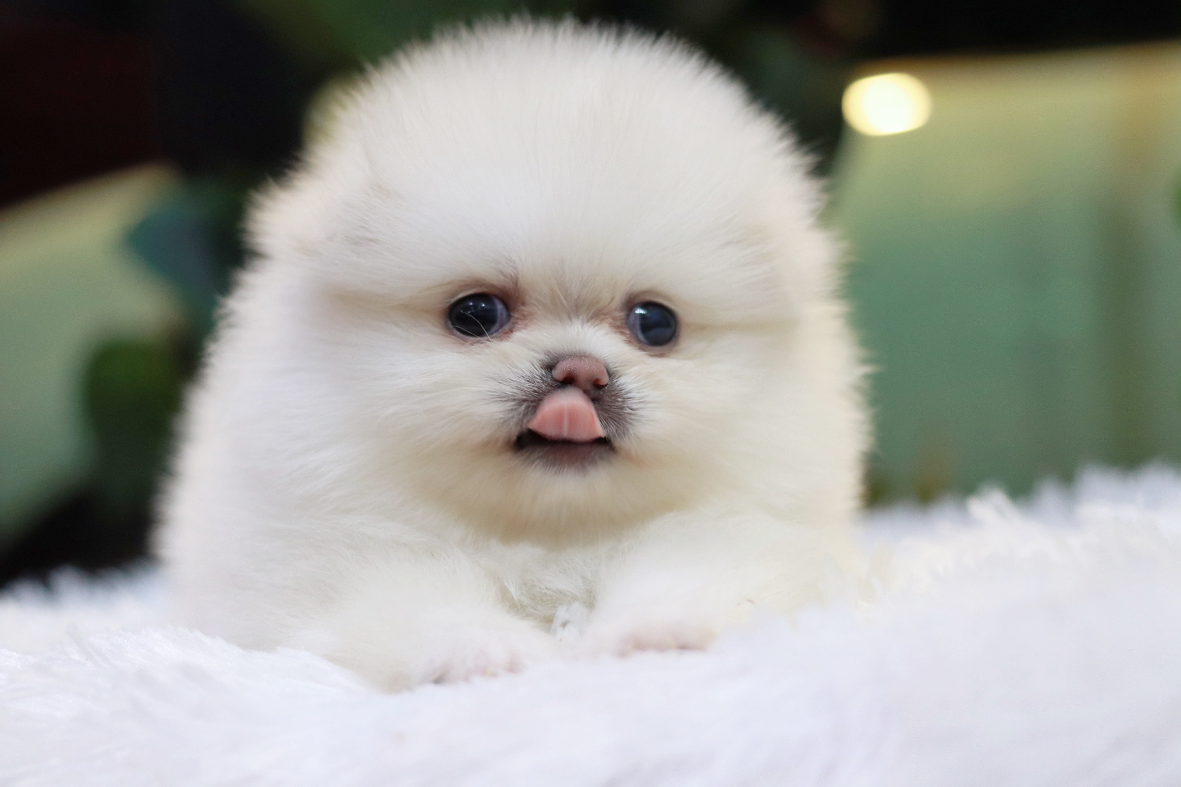 ปอมเมอเรเนียน เพศเมียสีขาวครีม