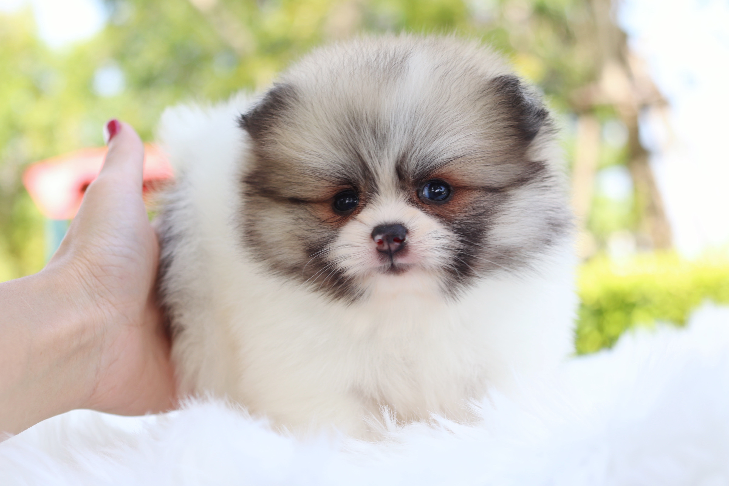 ปอมเมอเรเนียน เพศผู้สีแฟนซี