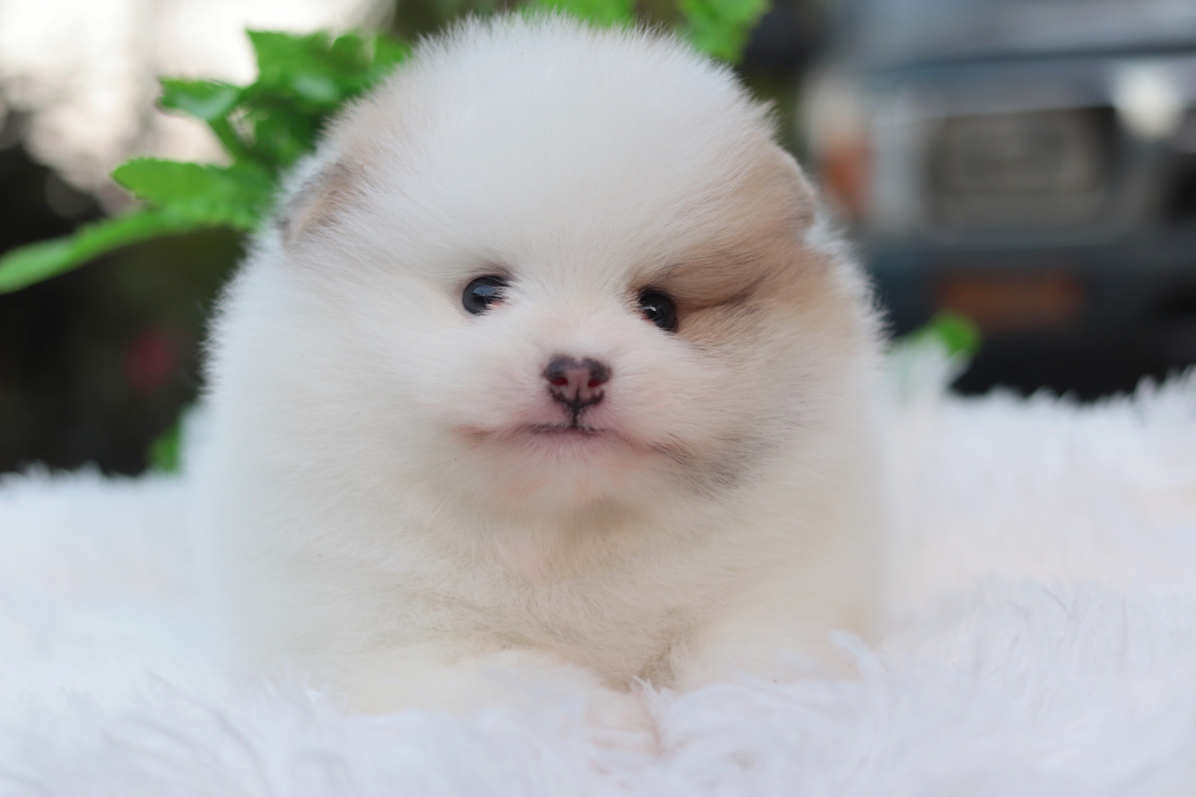 ปอมเมอเรเนียน เพศผู้ แฟนซี