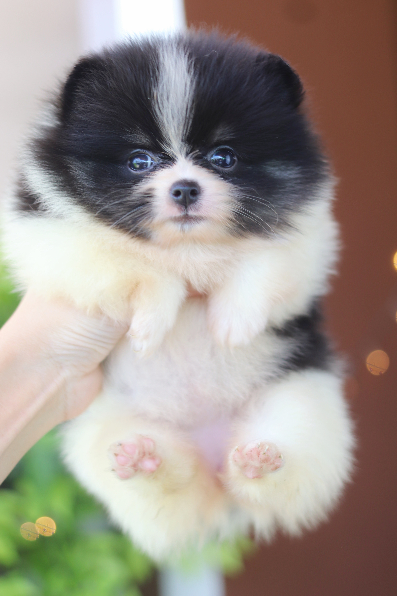 ปอมเมอเรเนียน เพศเมียสีแฟนซี