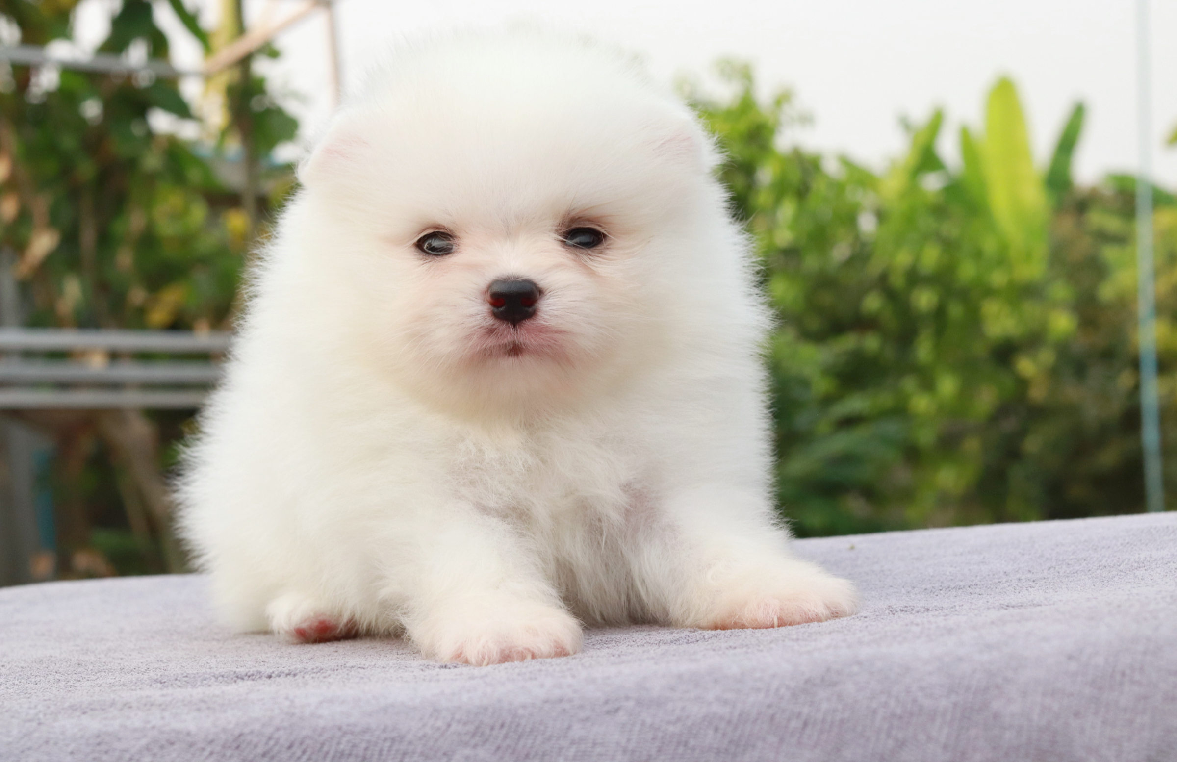 ปอมเมอเรเนียน เพศผู้ สีขาวสำลี