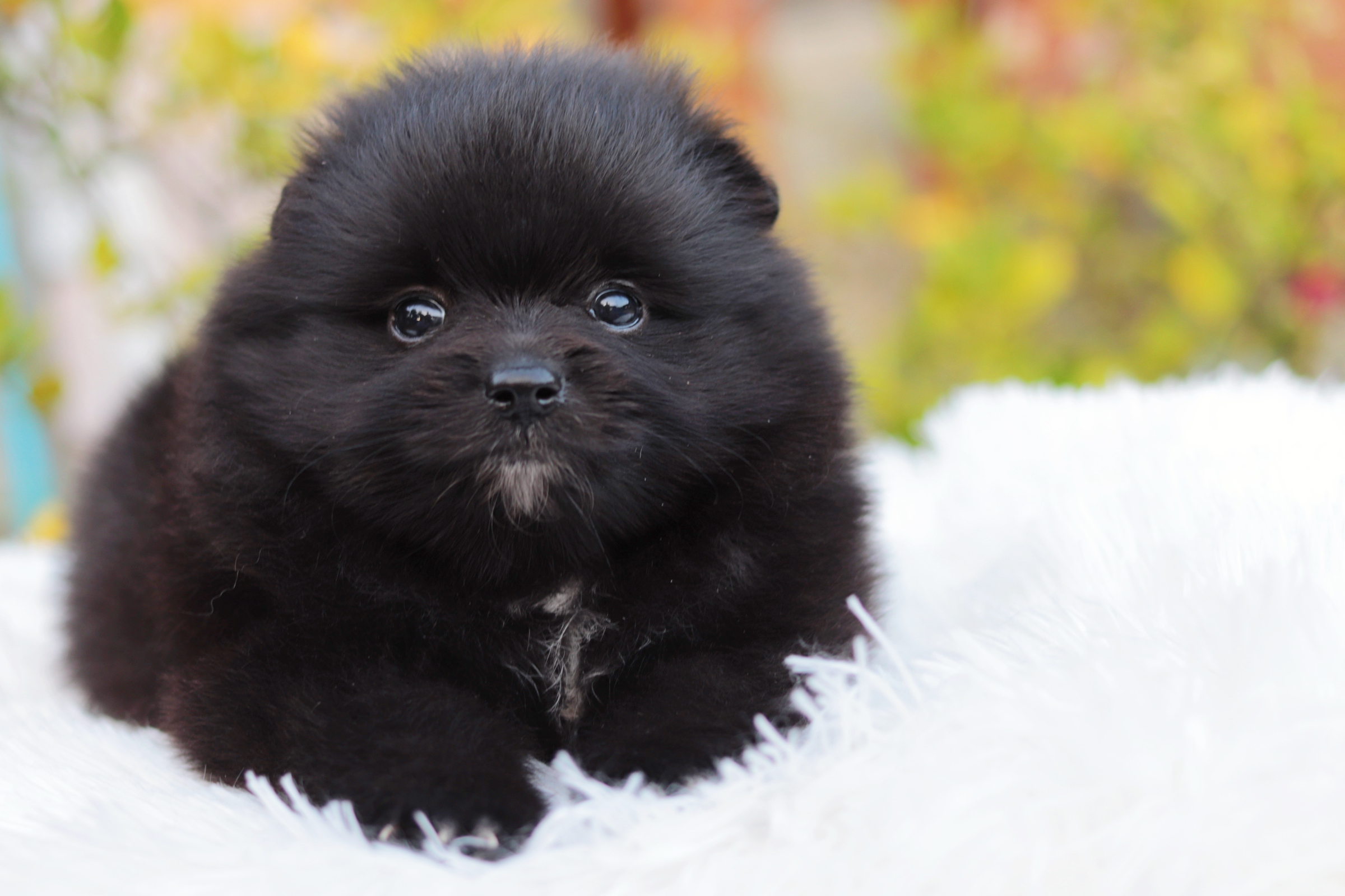 ปอมเมอเรเนียน เพศผู้ สีดำขนแน่นๆ