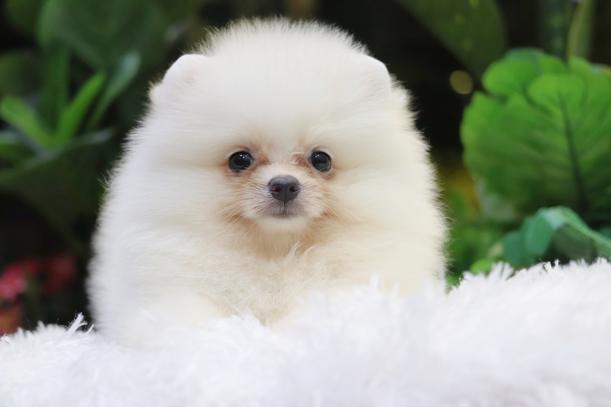 ปอมเมอเรเนียน เพศเมียขาวครีม