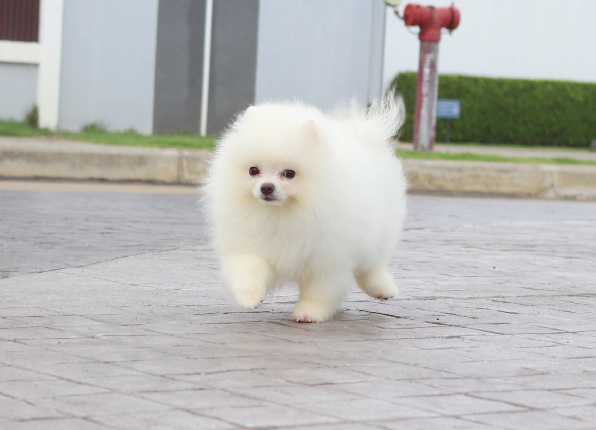 ปอมเมอเรเนียน เพศผู้สีขาวครีม