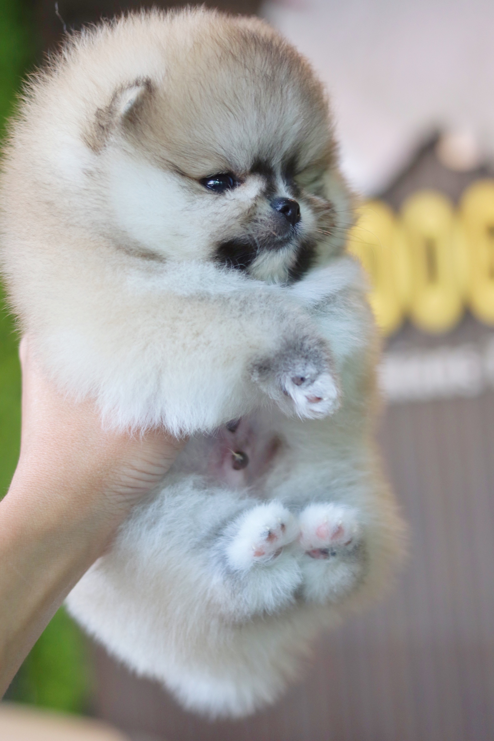 ปอมเมอเรเนียน เพศผู้ สีส้มเกรดโชว์