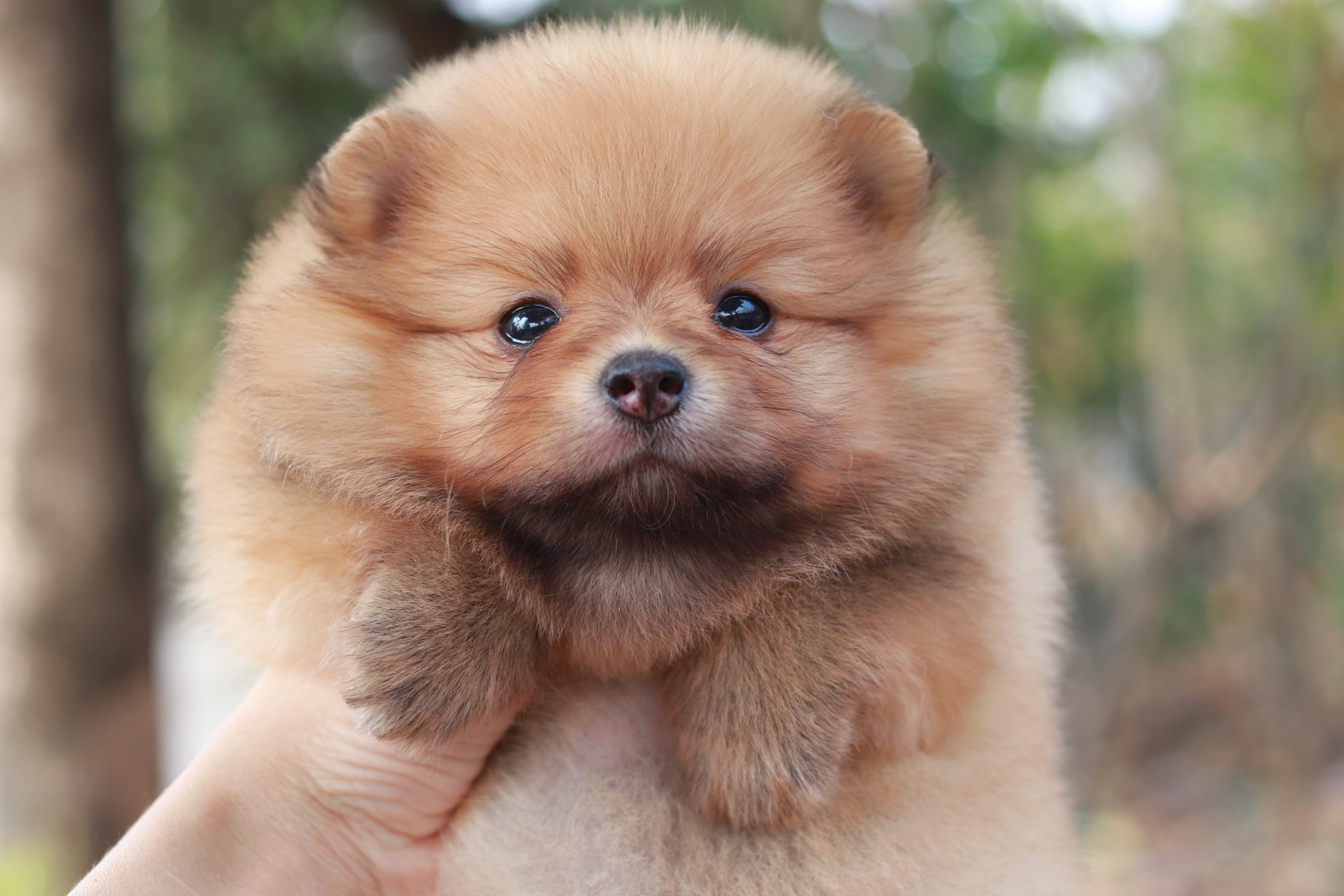 ปอมเมอเรเนียน เพศเมีย